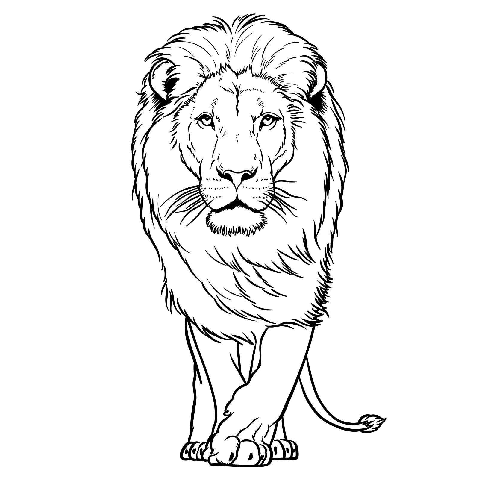 How to draw a walking lion in 3/4 view