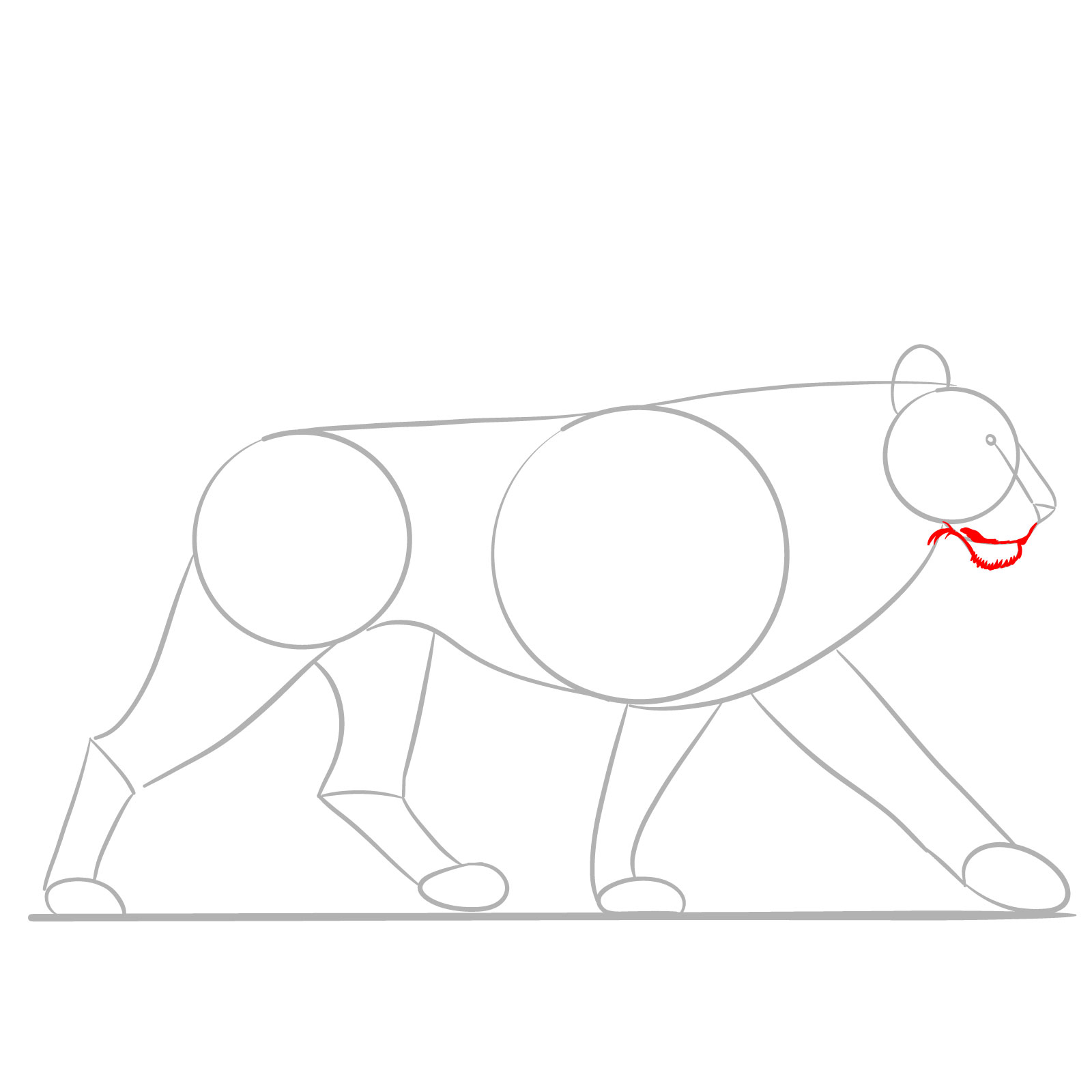 Step 3 in a walking lion drawing guide, shaping the chin and lower jaw - step 03