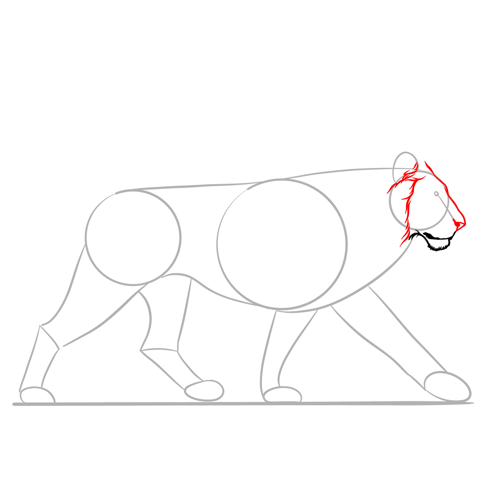 Step 4 of drawing a walking lion, detailing the nose and forehead - step 04