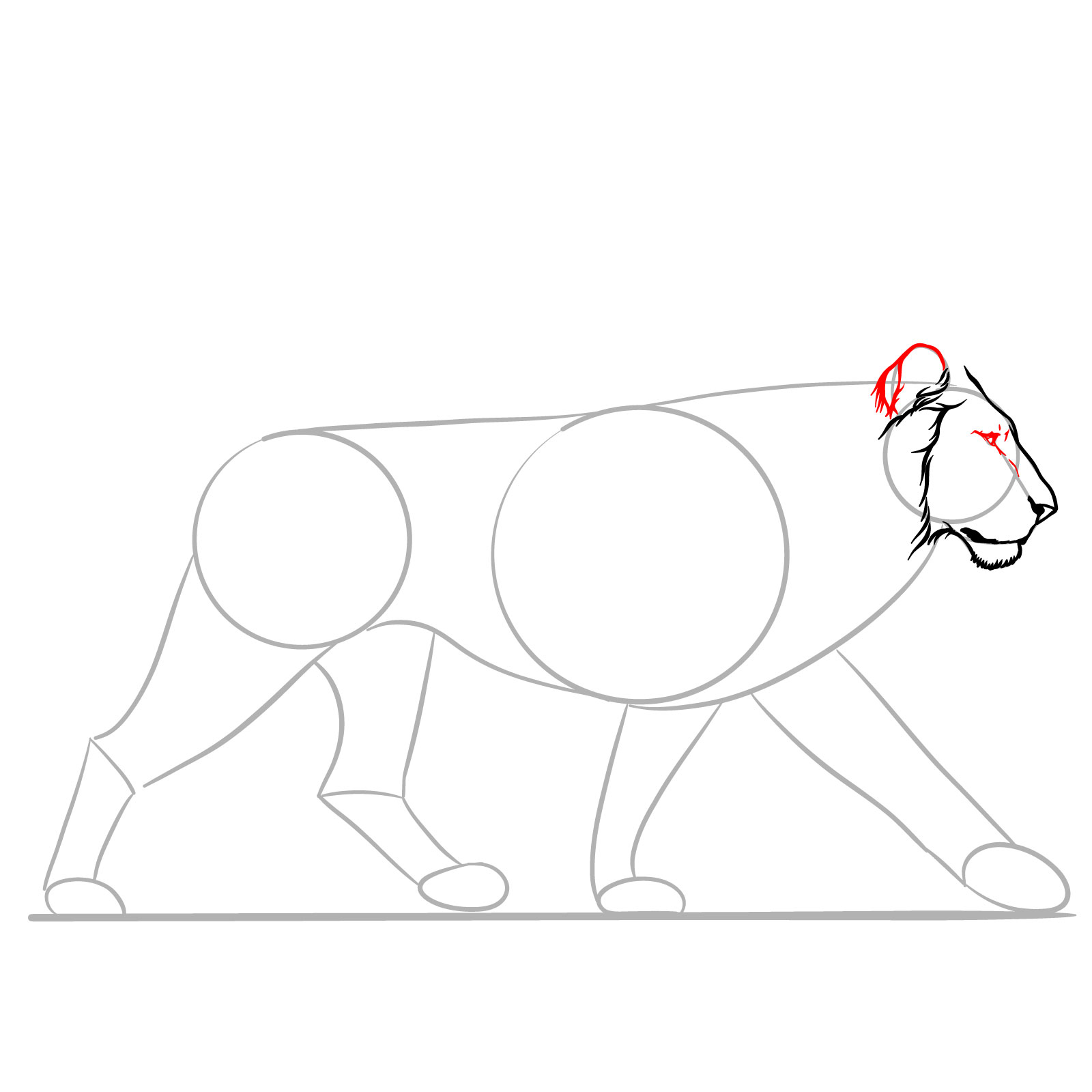 Step 5 in sketching a walking lion, adding the ear and eye - step 05