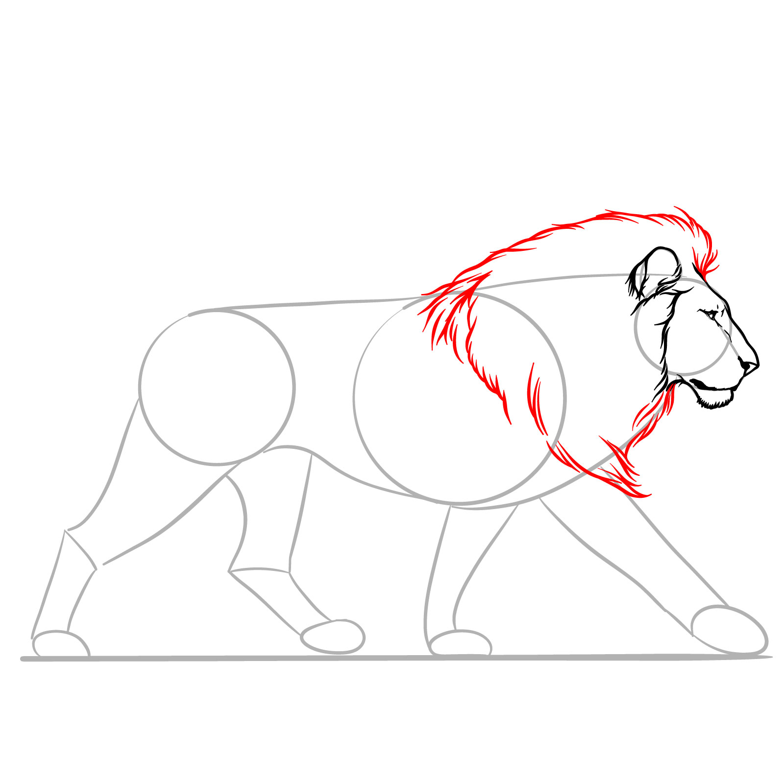 Step 6 in a guide for how to draw a walking lion, illustrating the mane - step 06