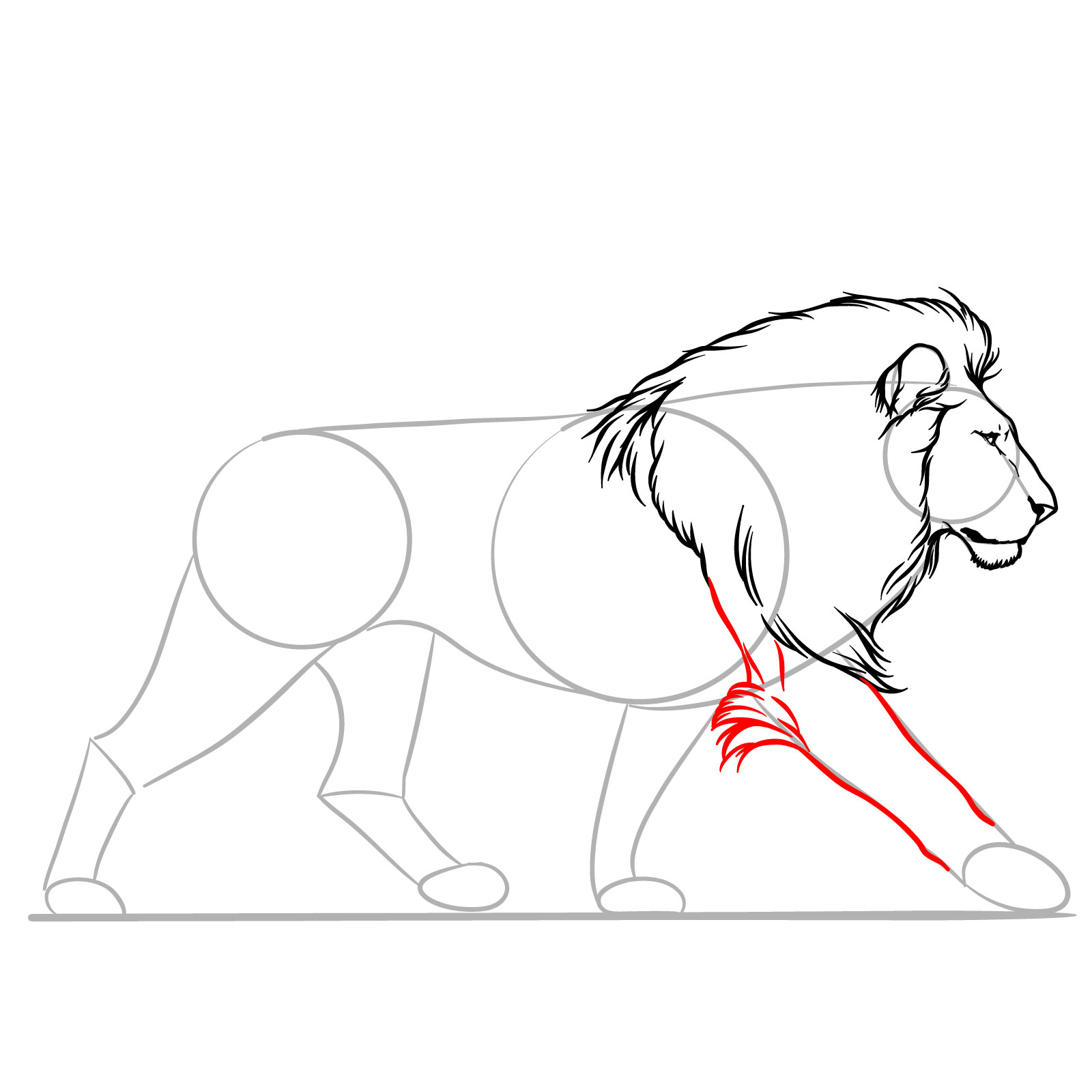 Guide for drawing the first front leg of a walking lion in side view - step 07