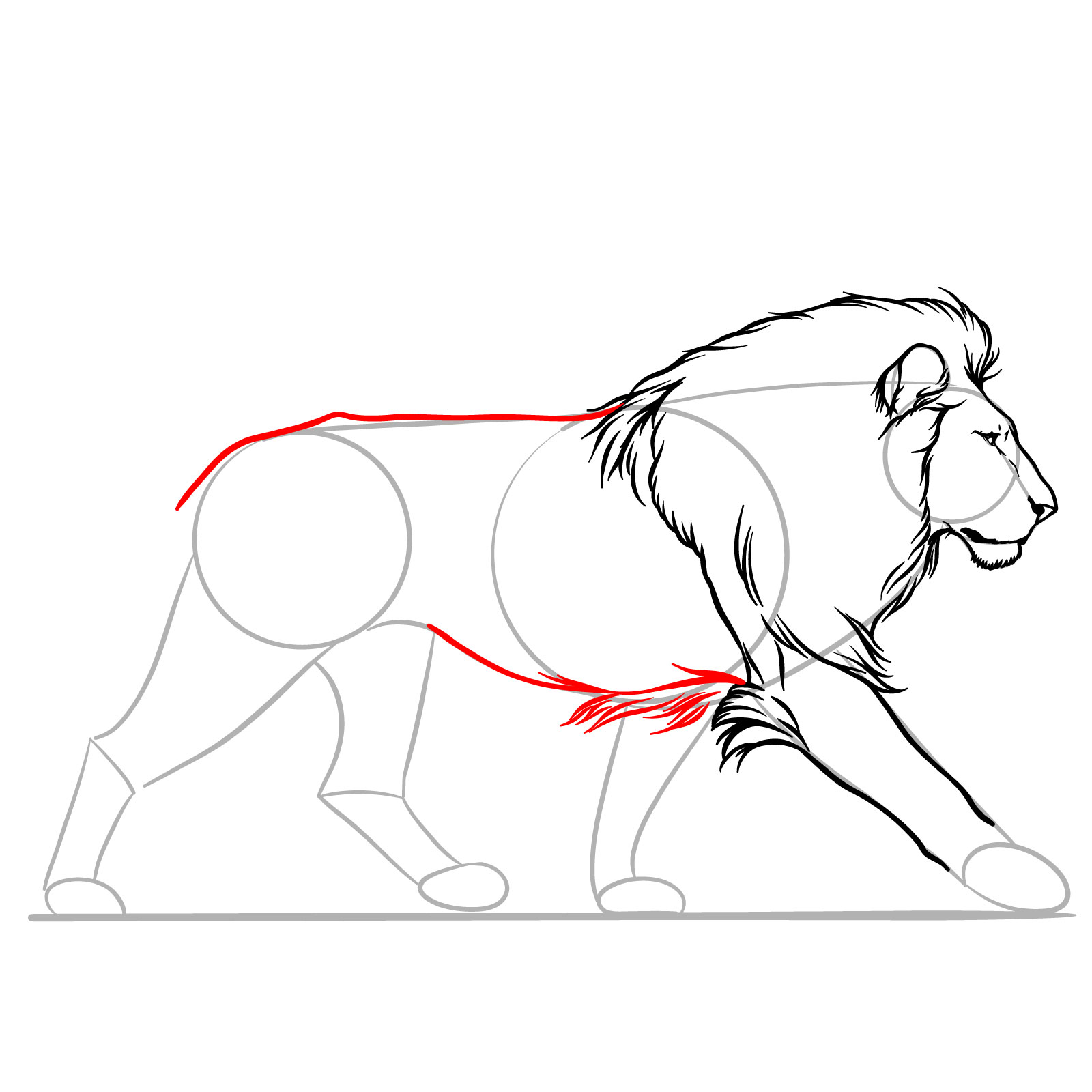 Adding the belly and back fur to a walking lion drawing - step 08