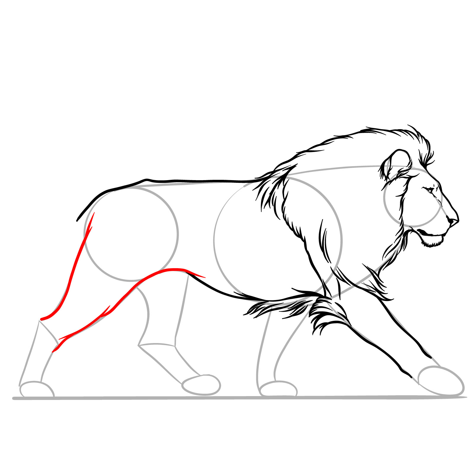 Illustration steps for the upper part of the hind leg in a walking lion sketch - step 09