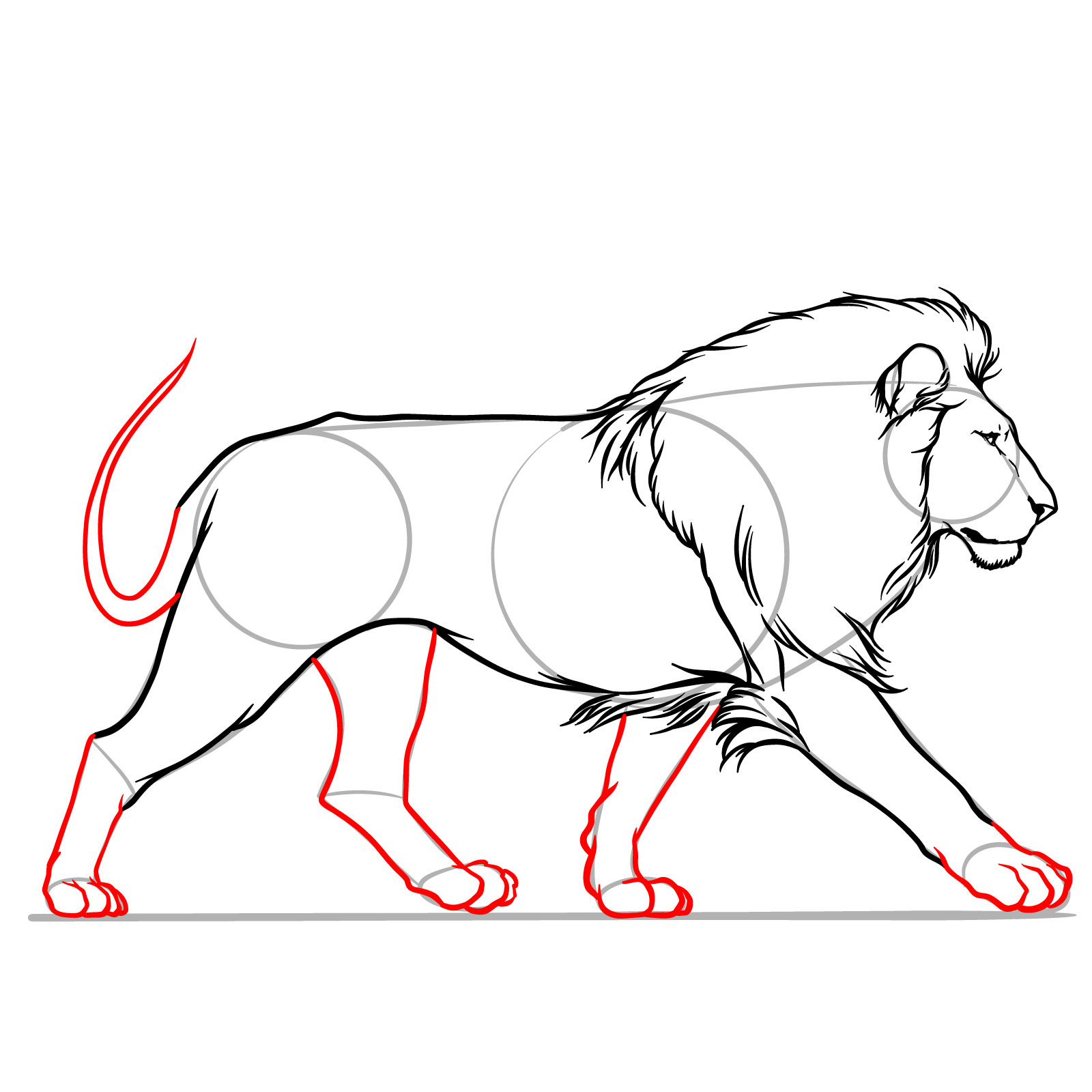 How to draw the remaining legs and tail of a walking lion in side view - step 10