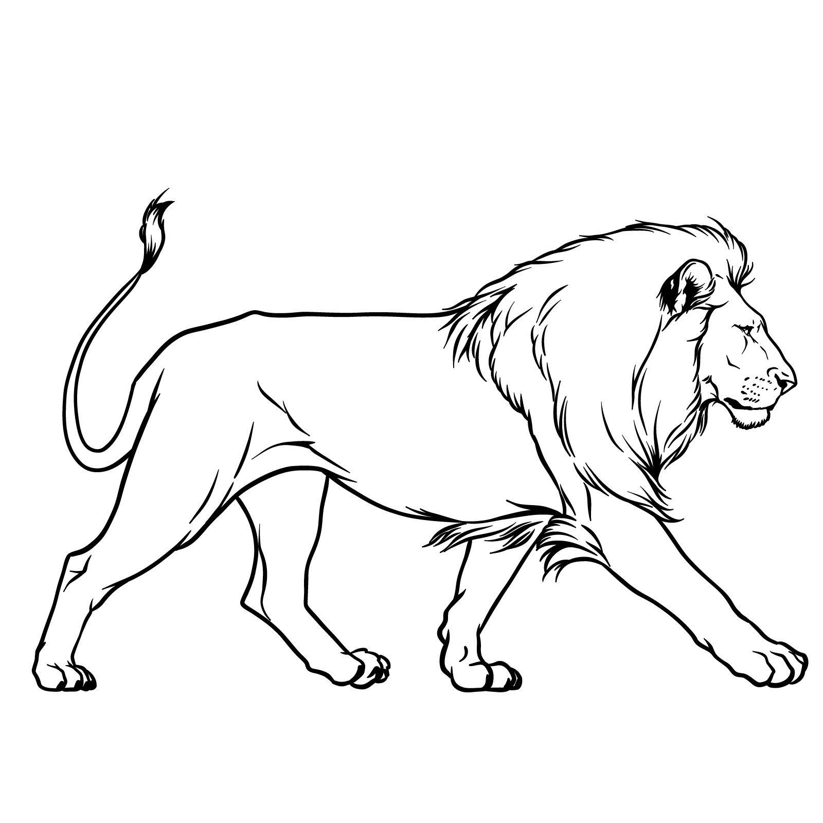 Lion drawing - side view - walking pose - step-by-step drawing tutorial