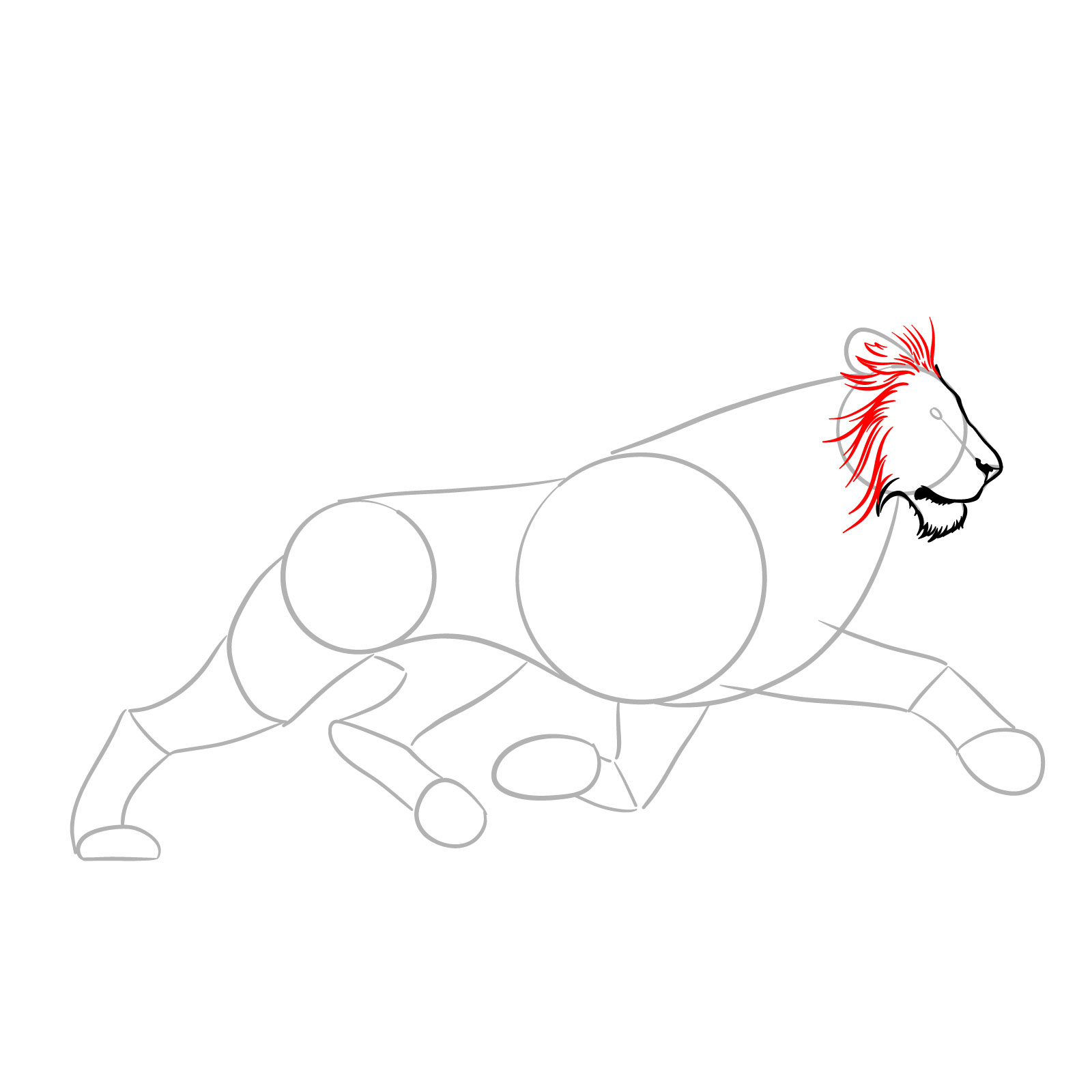 Illustrating the detailed facial contours of a running lion - step 05