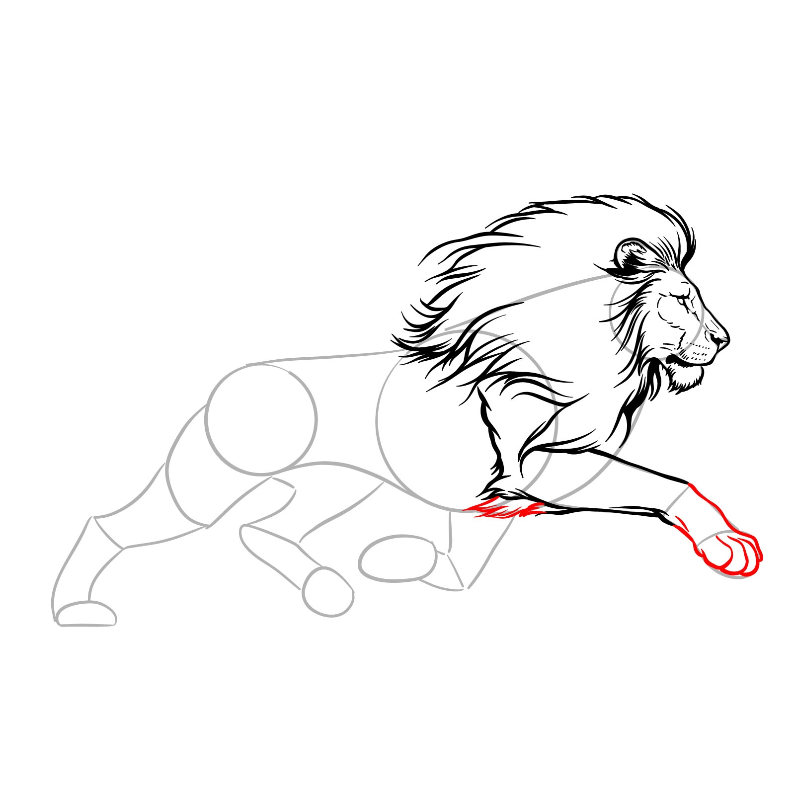Detailed drawing of the lower front leg and paw of a running lion - step 10