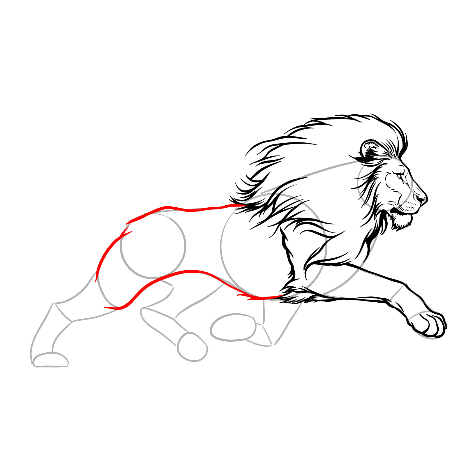 Outlining the body and upper hind leg of a running lion - step 11