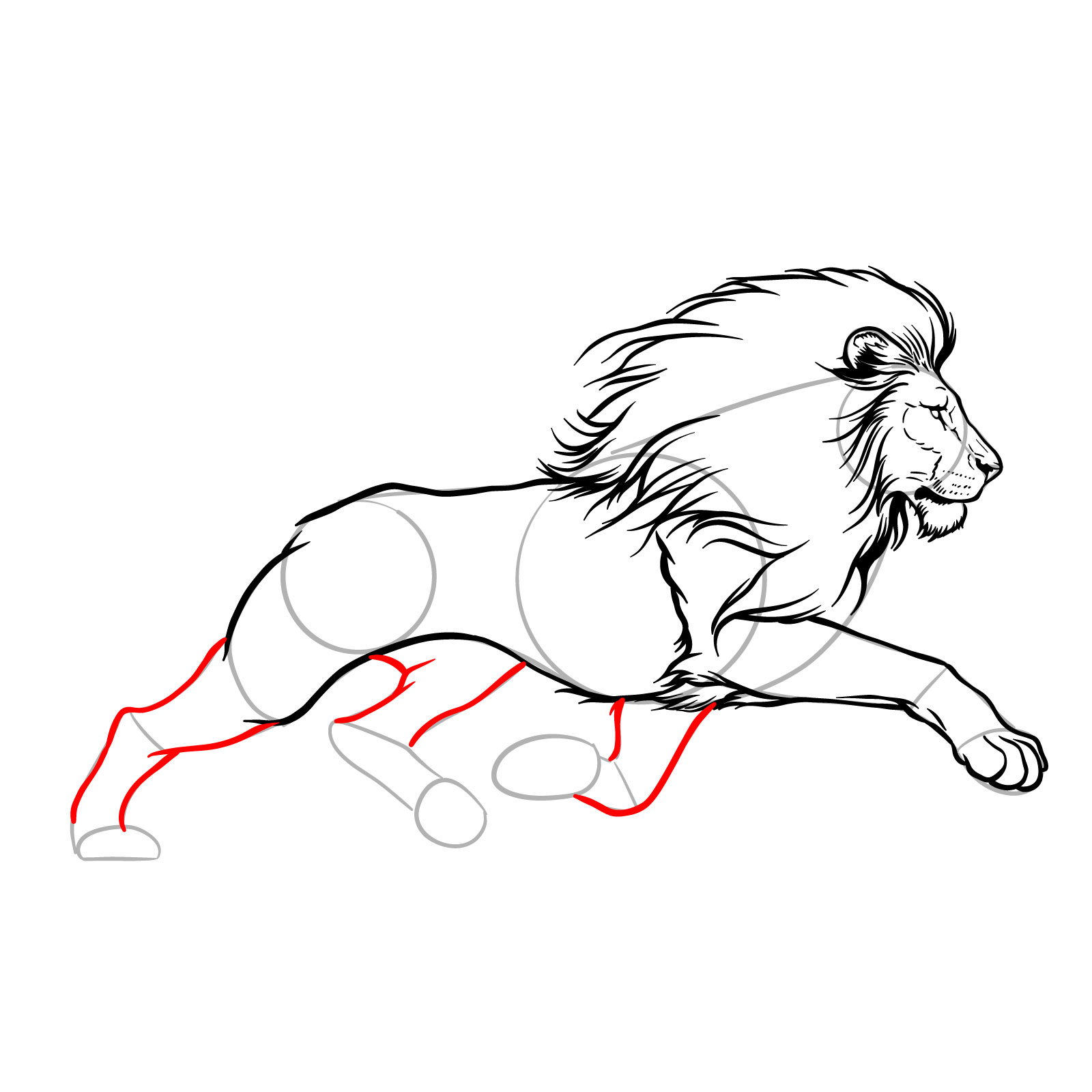 Sketching the remaining outline of a lion's hind and front legs in action - step 12