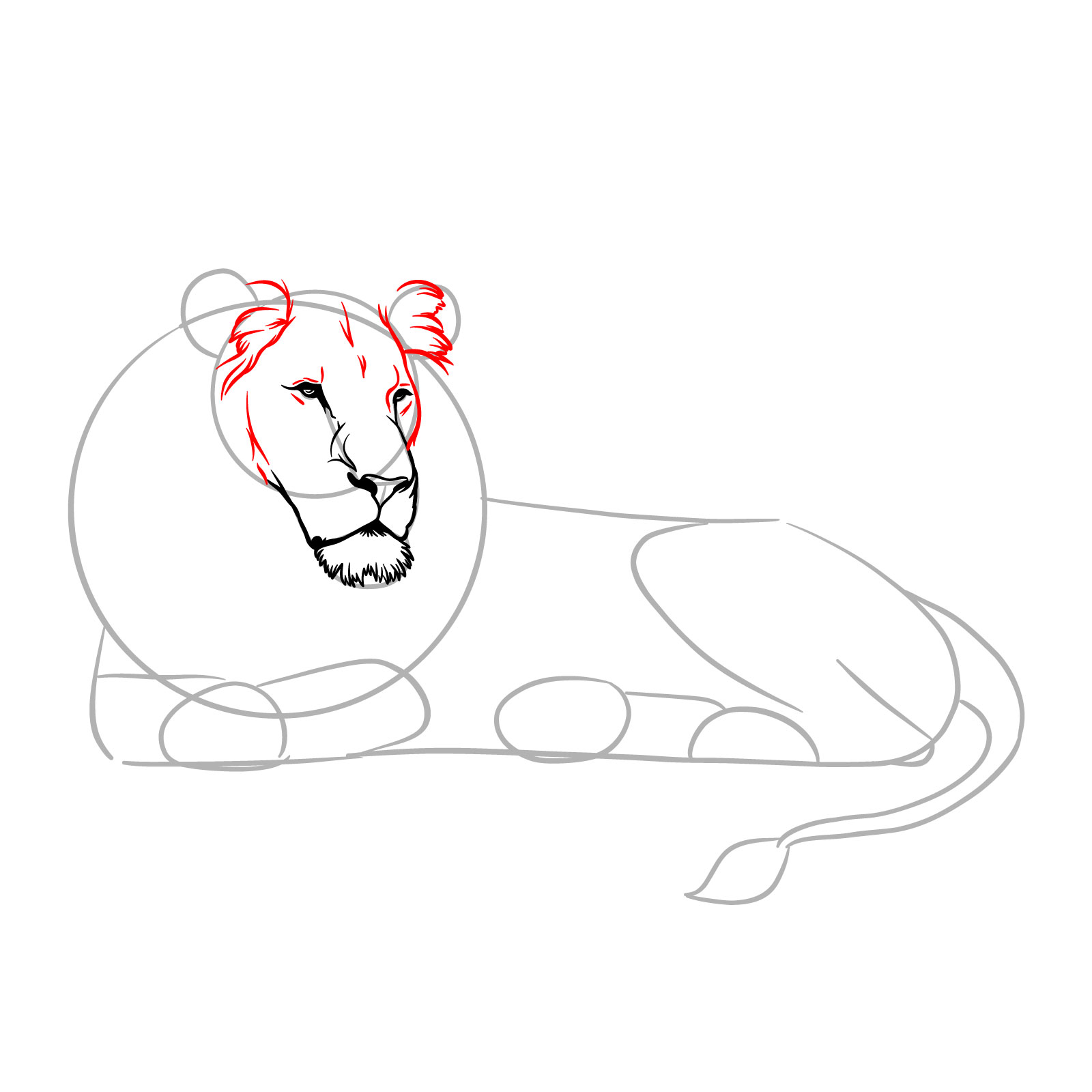Lying lion drawing - Step 6: Adding ear fur and facial details - step 06