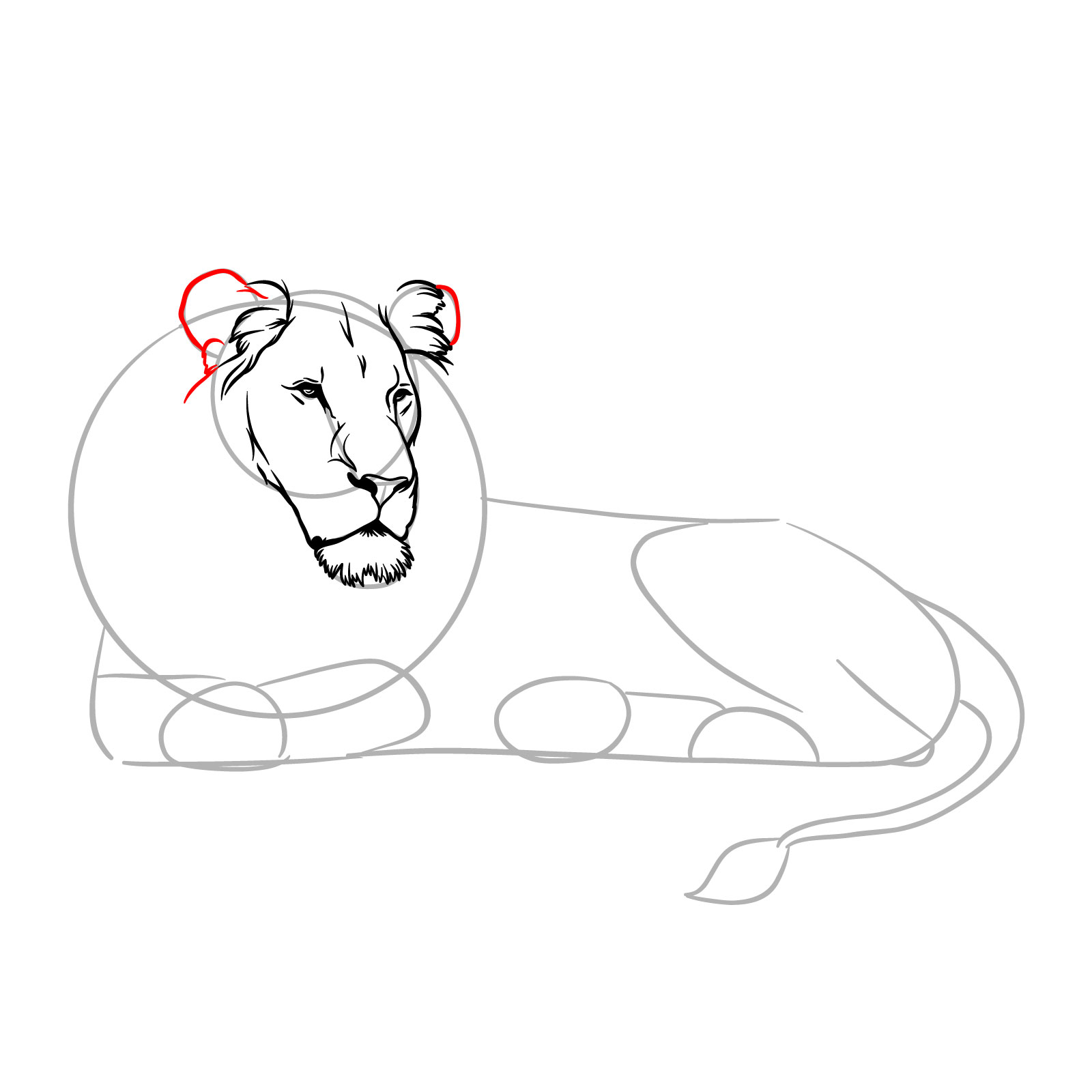 How to draw a lying lion in side view - Step 7: Outlining the ears