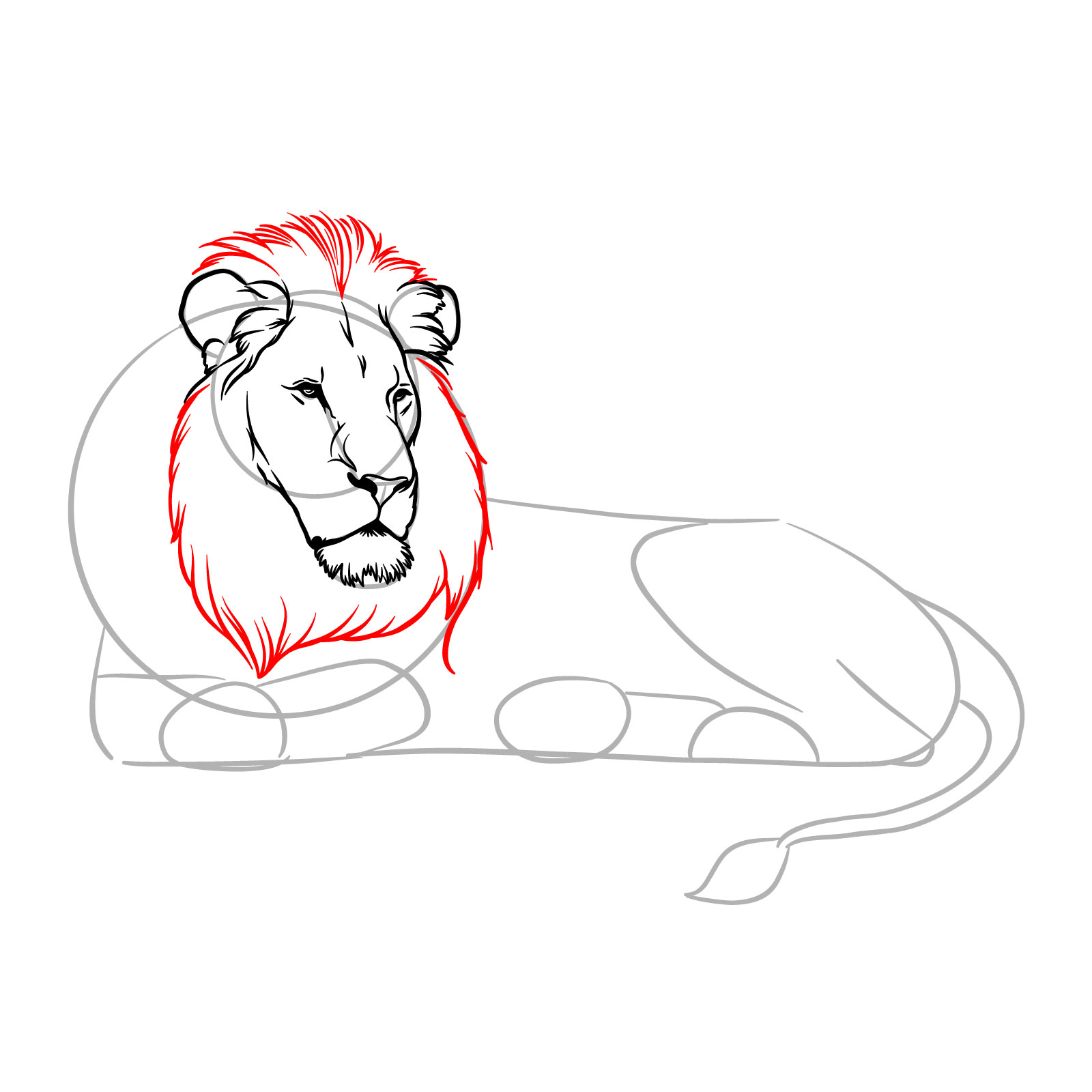 Lying lion drawing - Step 8: Sketching the mane and top head fur