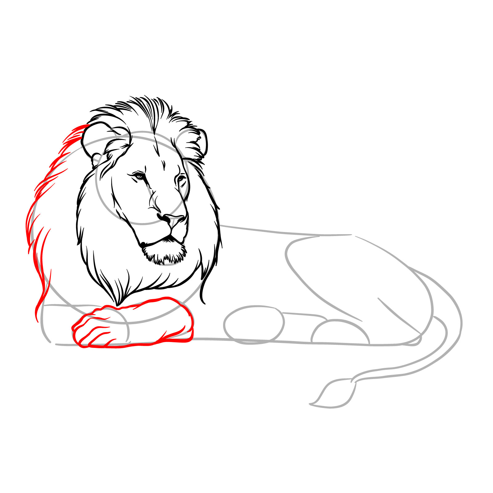 How to draw a lying lion in side view - Step 9: Adding mane and front leg details