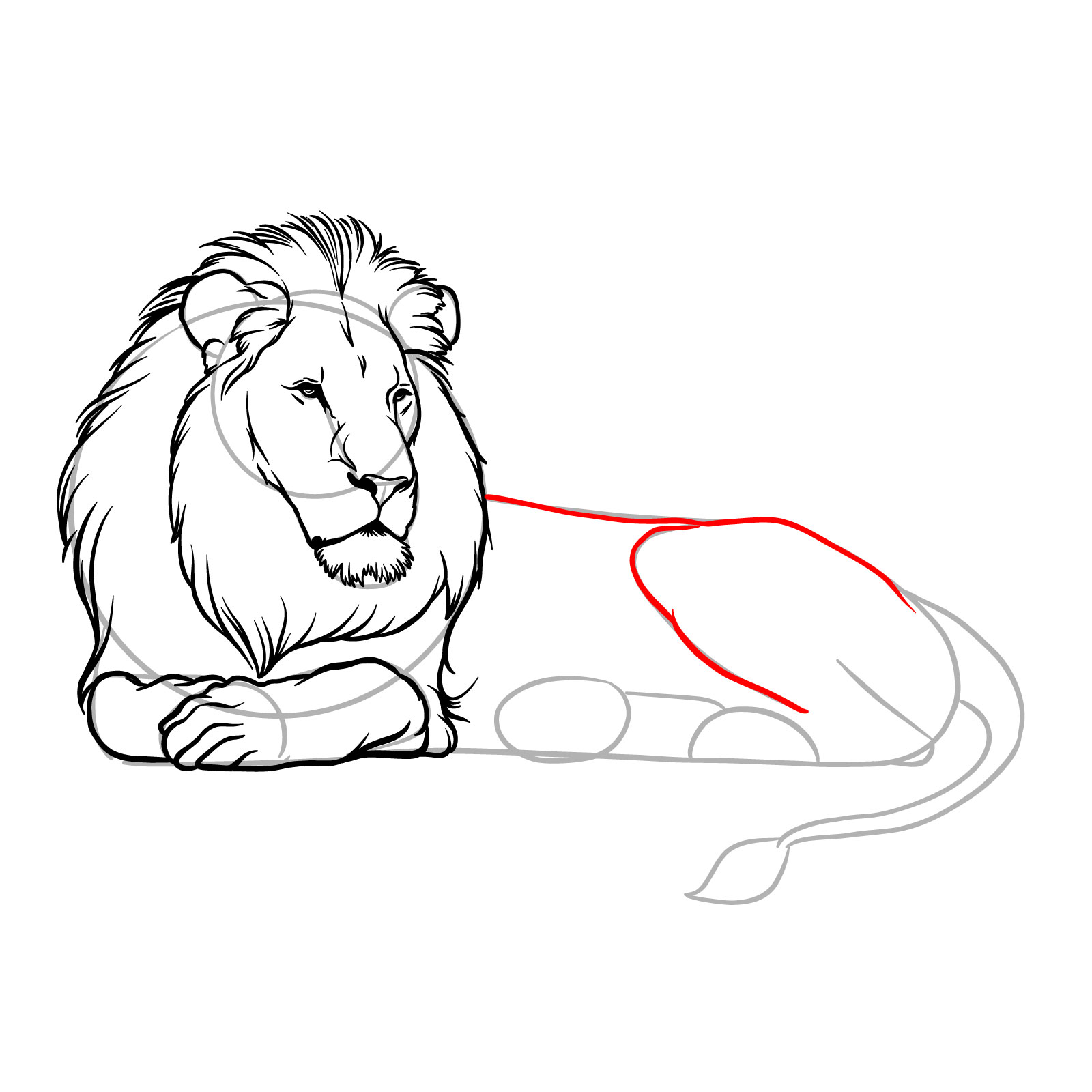How to draw a lying lion in side view - Step 11: Outlining the back and upper rear leg