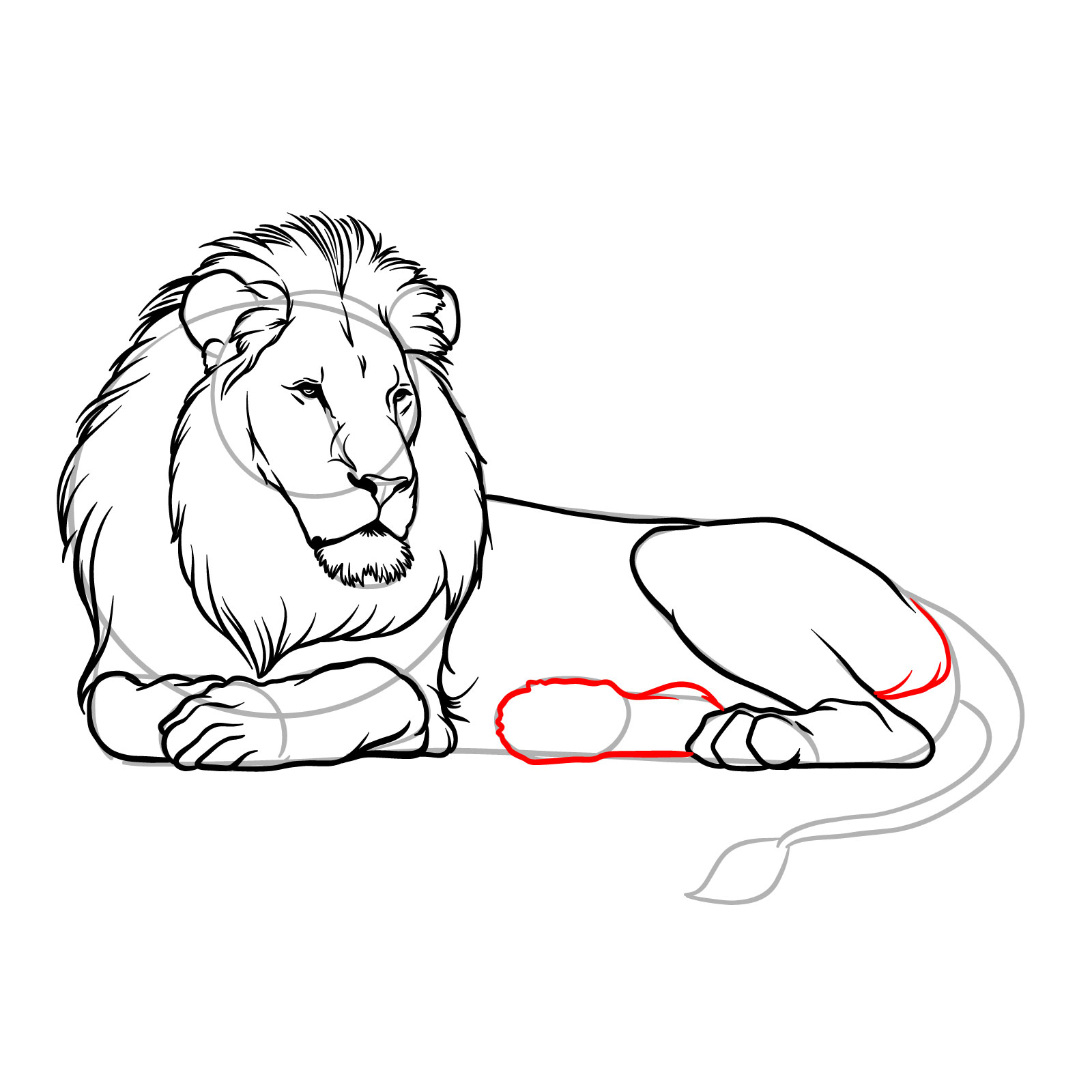 How to draw a lying lion in side view - Step 13: Outlining the second rear leg