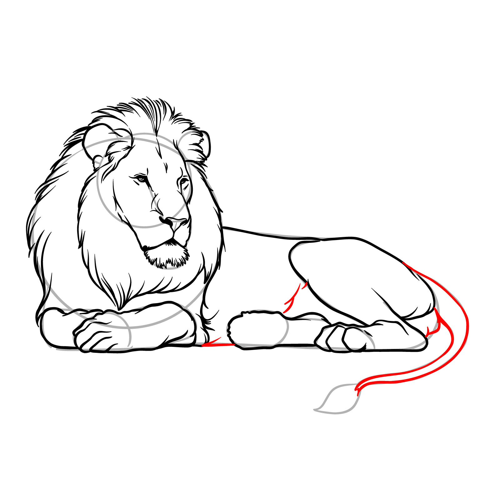 Lying lion drawing - Step 14: Sketching the body and adding the tail