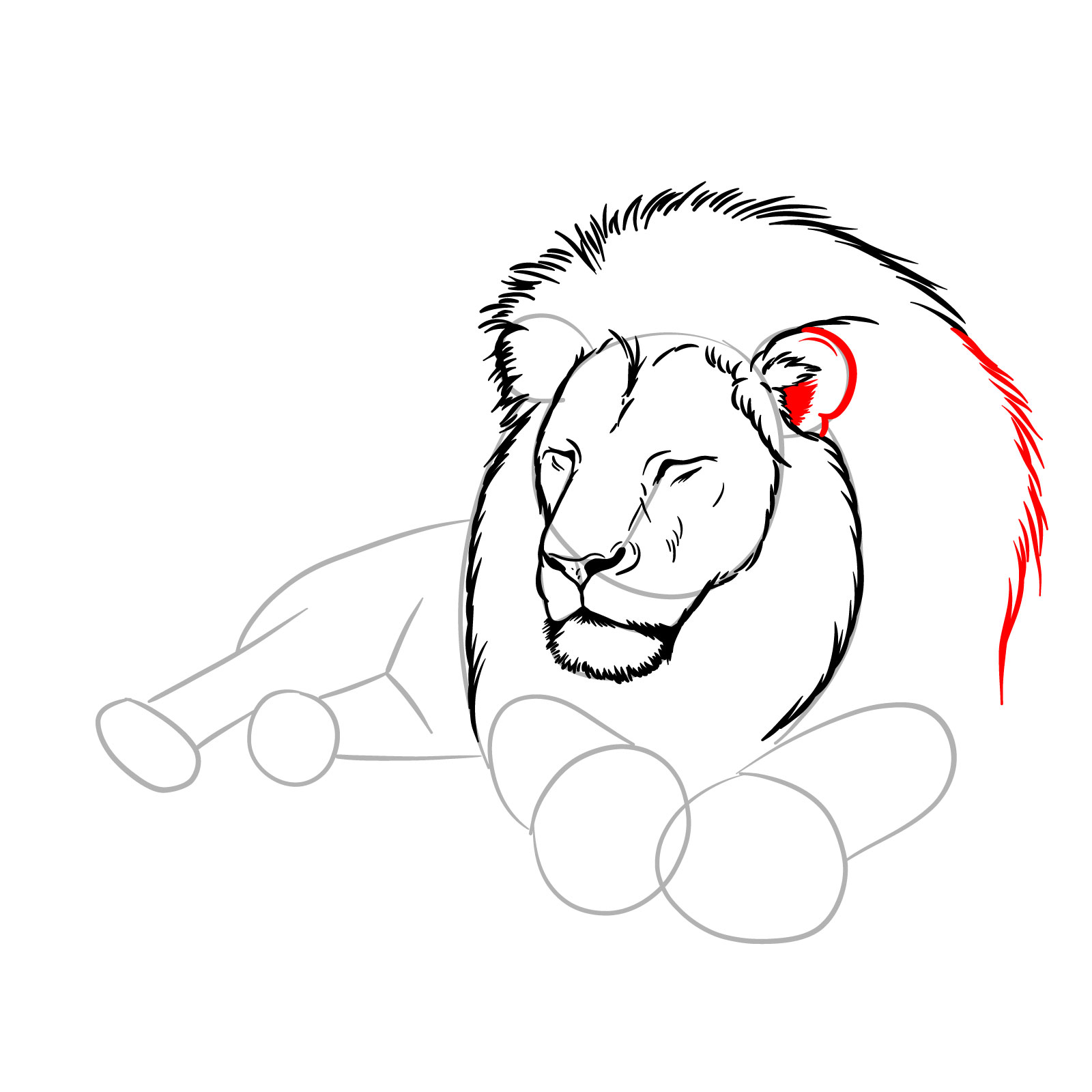 How to draw a sleeping lion in front view - Step 7: Ear and mane enhancements