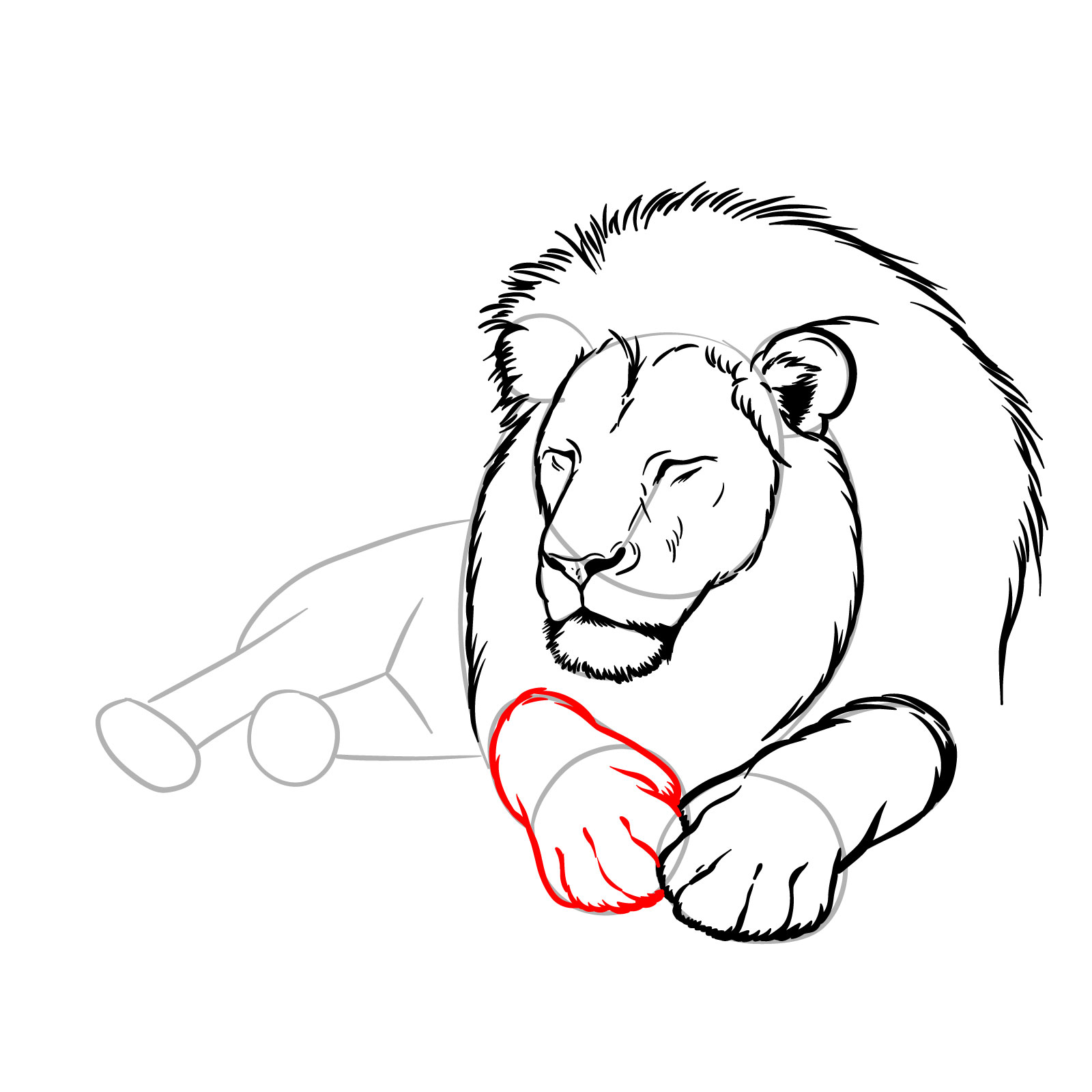Sleeping lion drawing - Step 10: Sketching the second front leg and toes