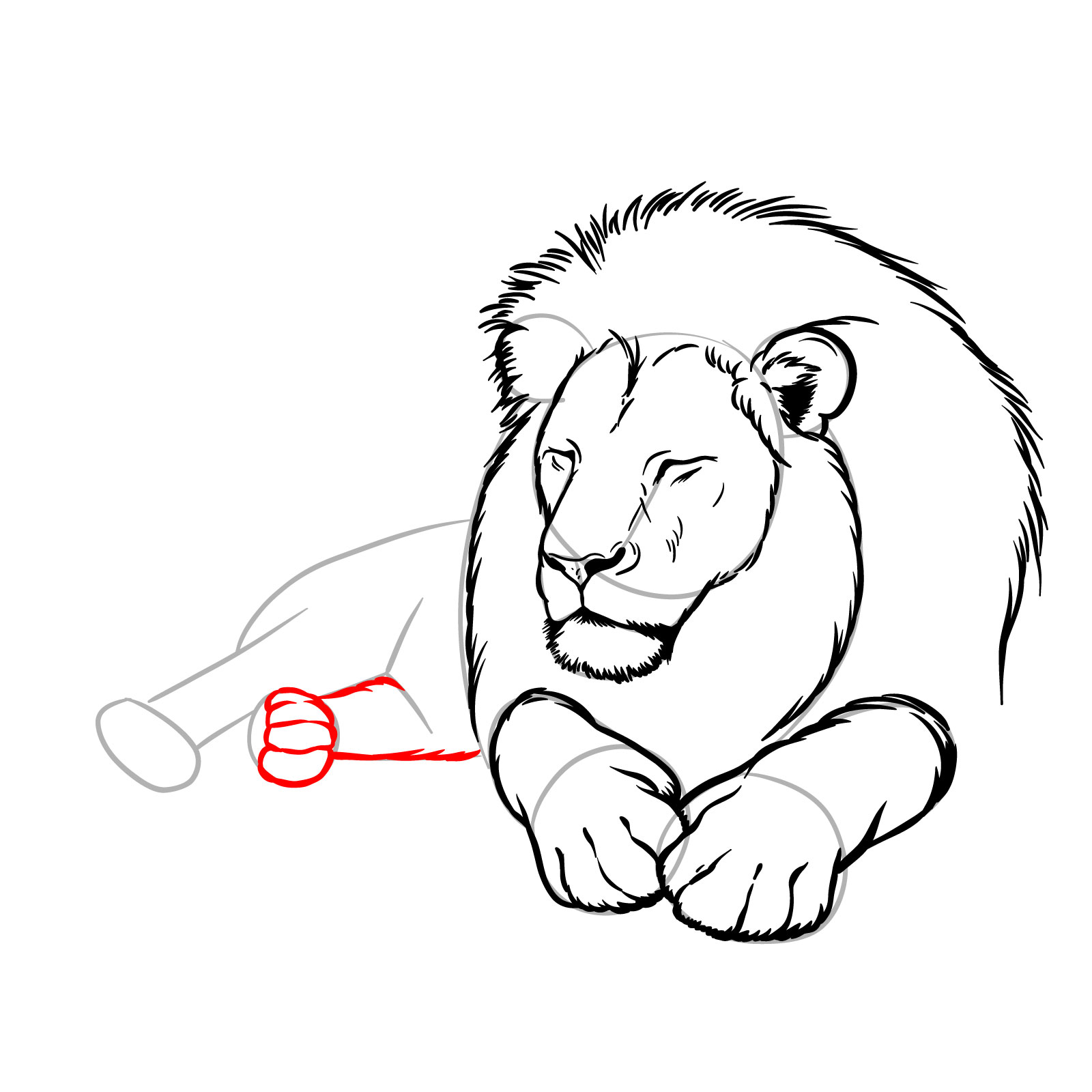 How to draw a sleeping lion in front view - Step 11: Drawing the first rear leg with toes