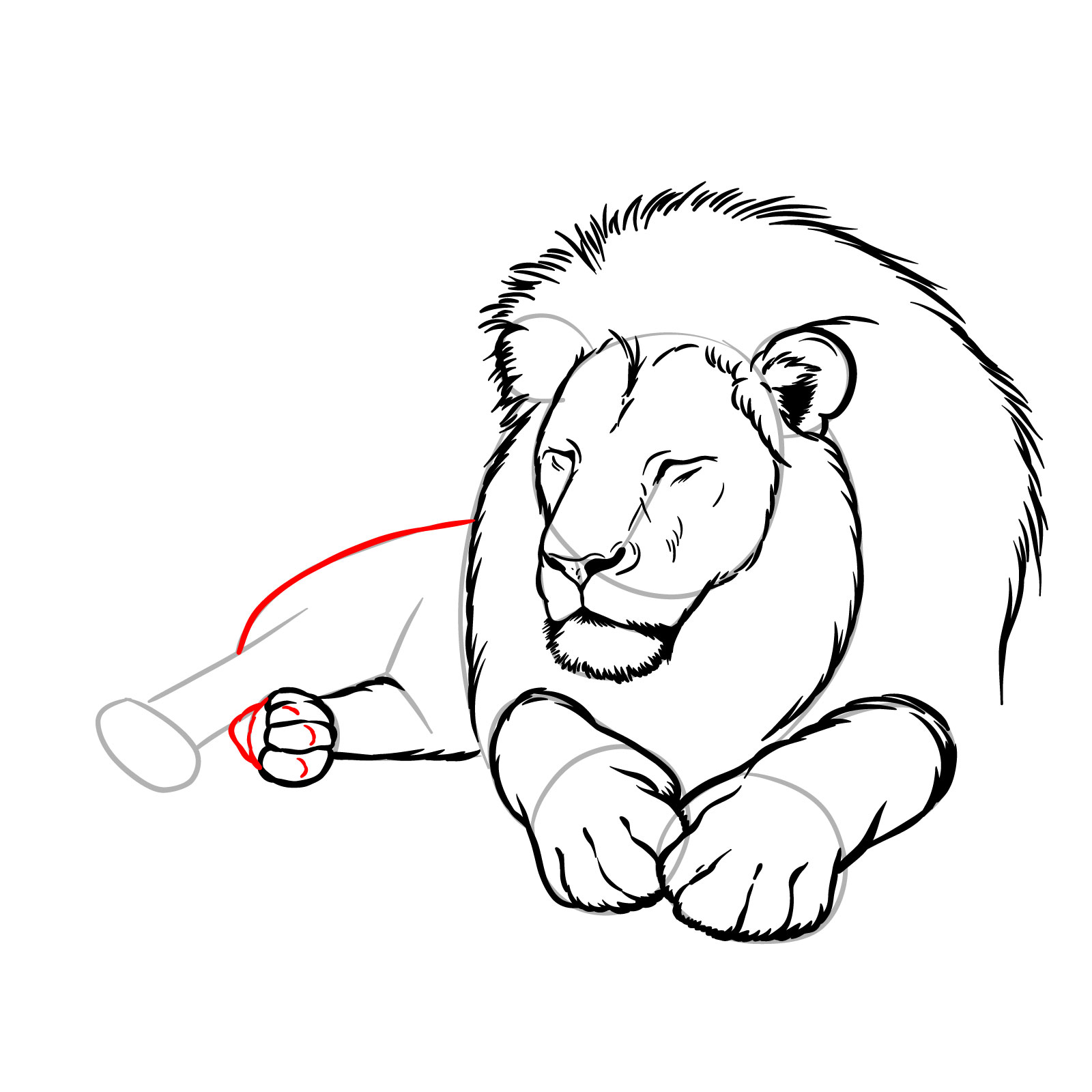 Sleeping lion drawing - Step 12: Detailing rear body and second rear leg