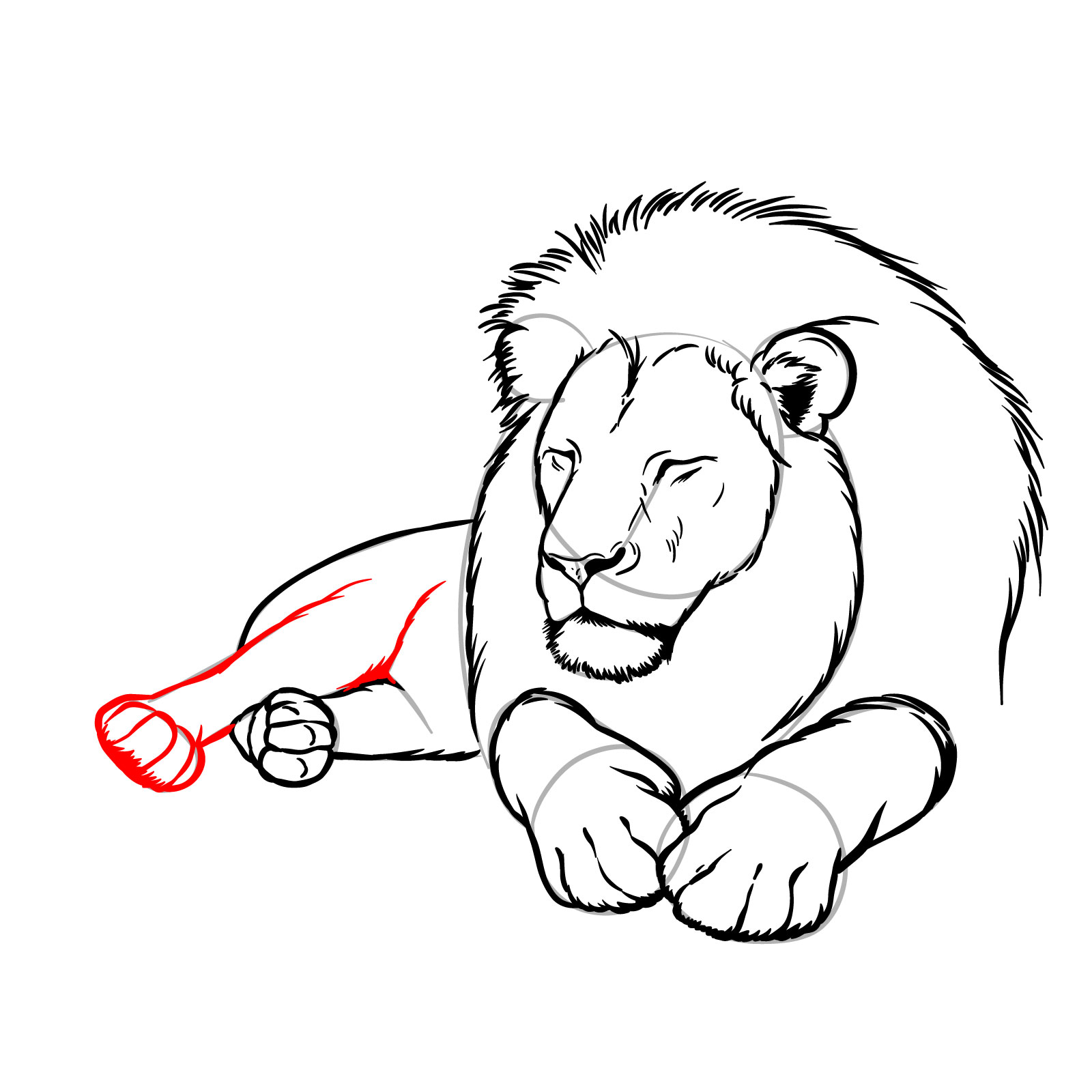 How to draw a sleeping lion in front view - Step 13: Adding the second rear leg