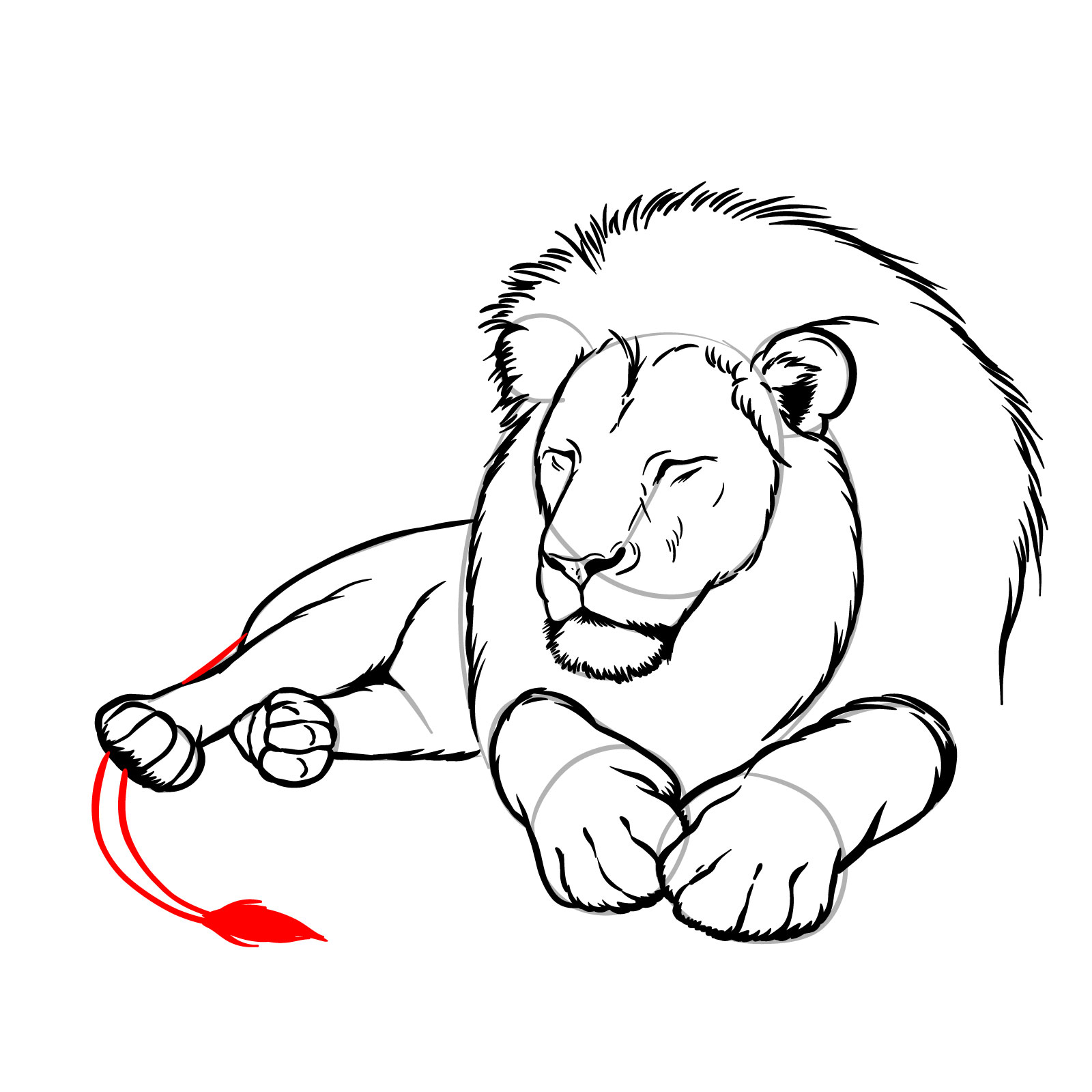 Sleeping lion drawing - Step 14: Sketching the tail and tuft