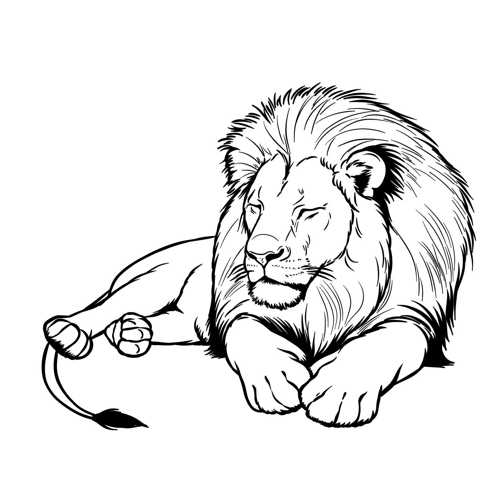 Sleeping lion drawing - front view drawing tutorial