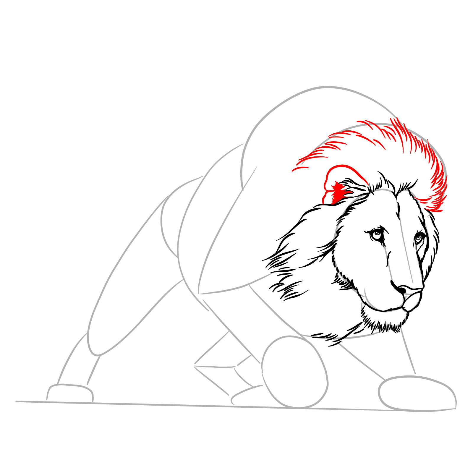 Hunting lion drawing - Step 10: Ear and mane above the head