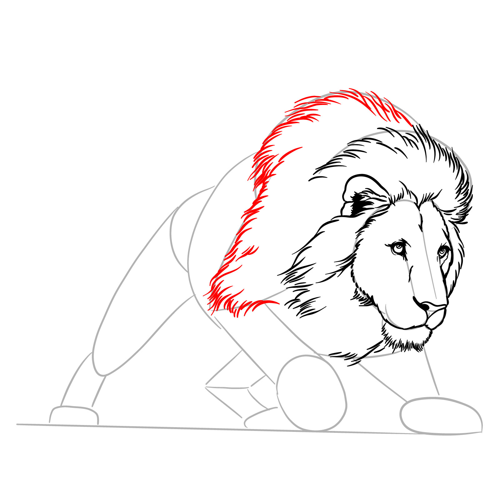 How to draw a hunting lion - Step 11: Main mane shape