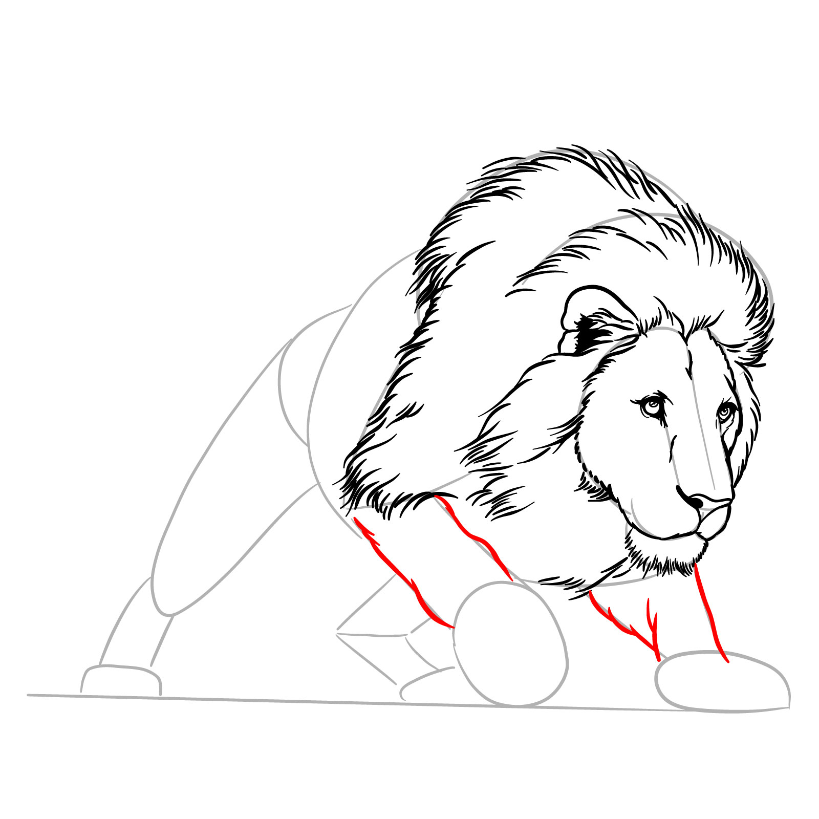 Hunting lion drawing - Step 12: Sketching the front legs to the pads