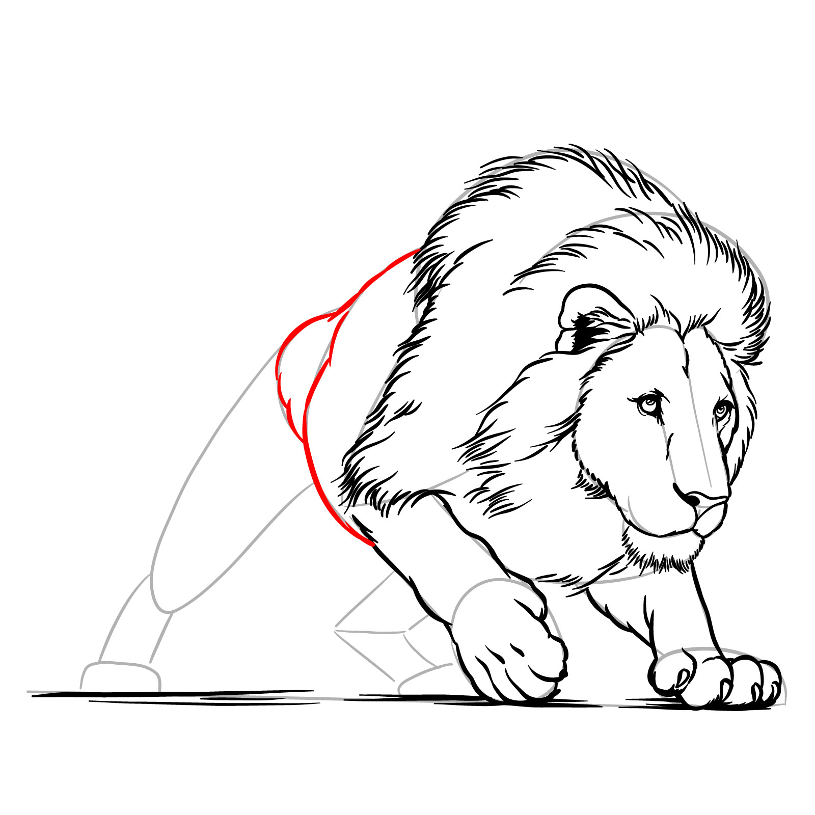 Hunting lion drawing - Step 14: Outline the overall body