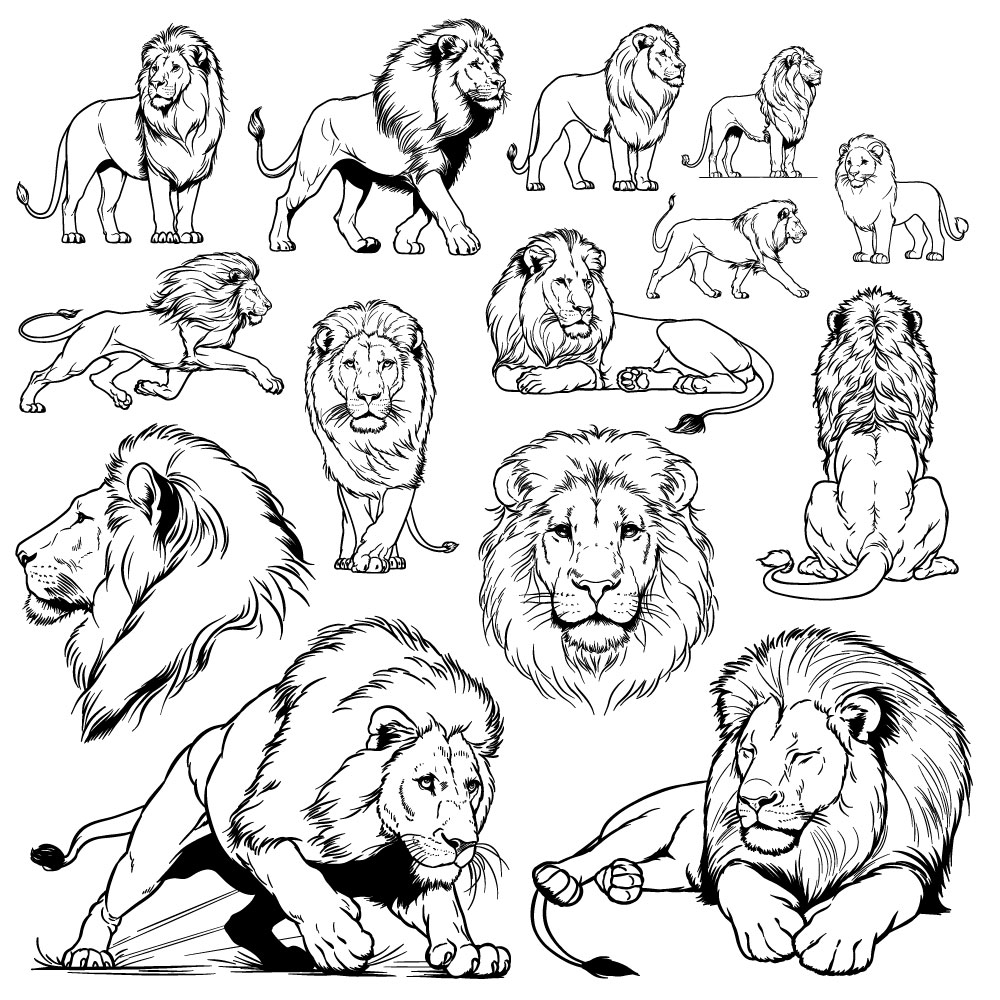 How to Draw Realistic Lions in Different Poses: 14 Drawing Guides in 1