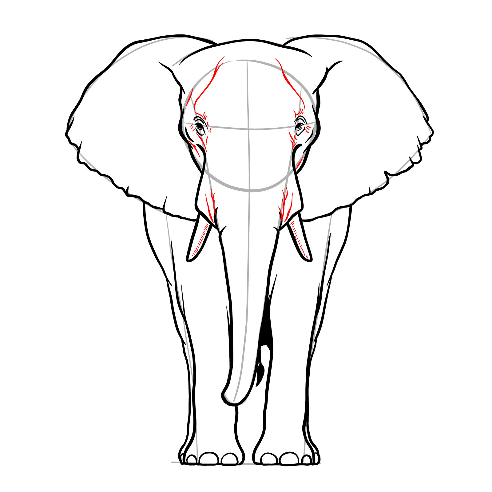 Detailed tusks and sides of the head in elephant full body drawing - step 10