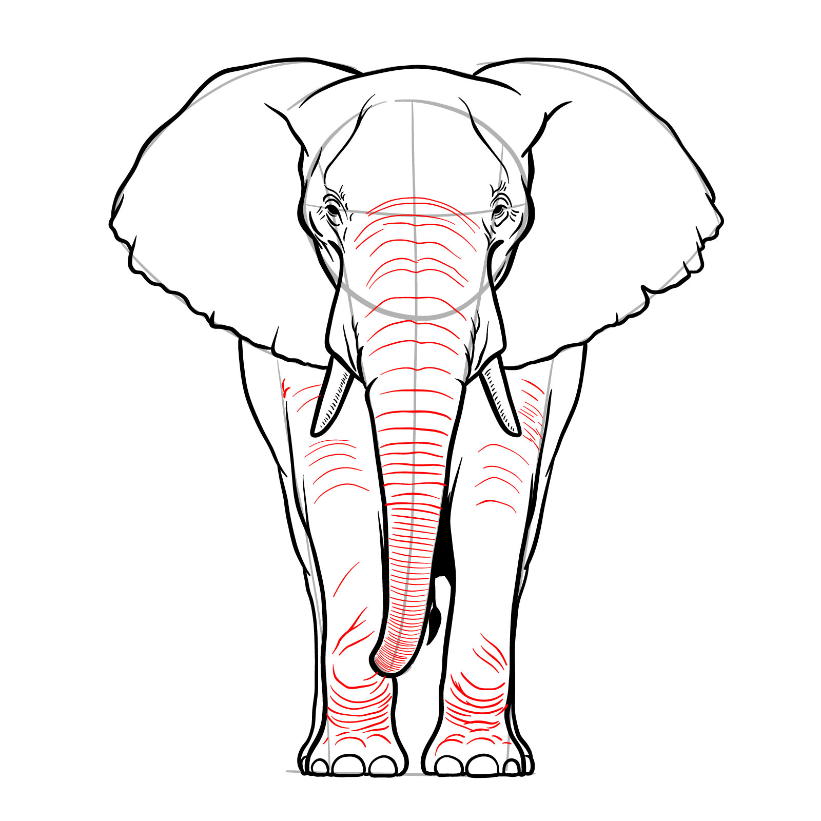 Skin fold lines added to trunk and front legs in the elephant full body front view drawing - step 11