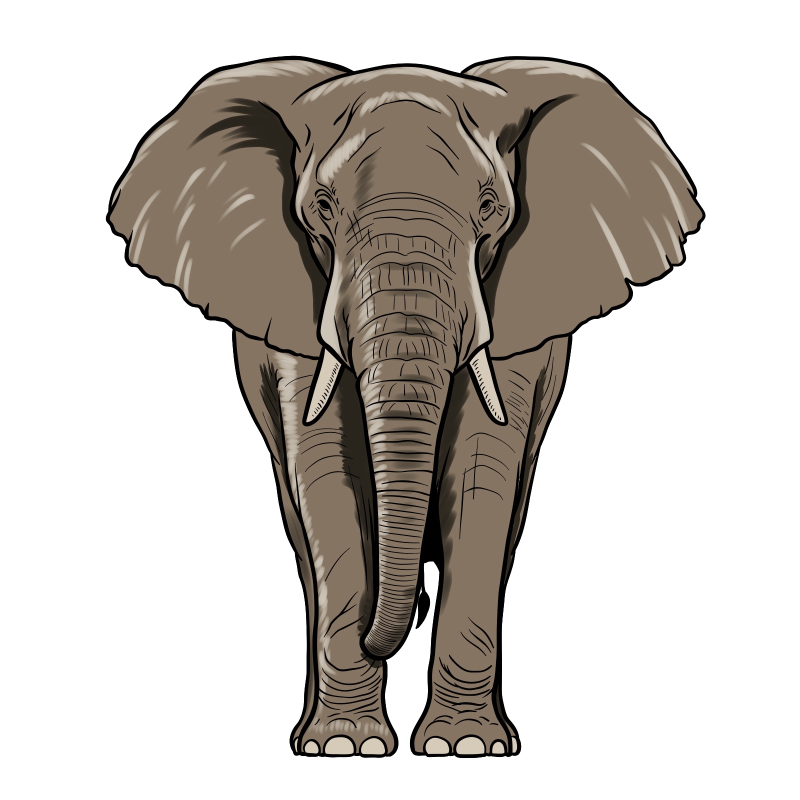 Simple color reference for elephant full body front view drawing, showing grey body and shading - final step