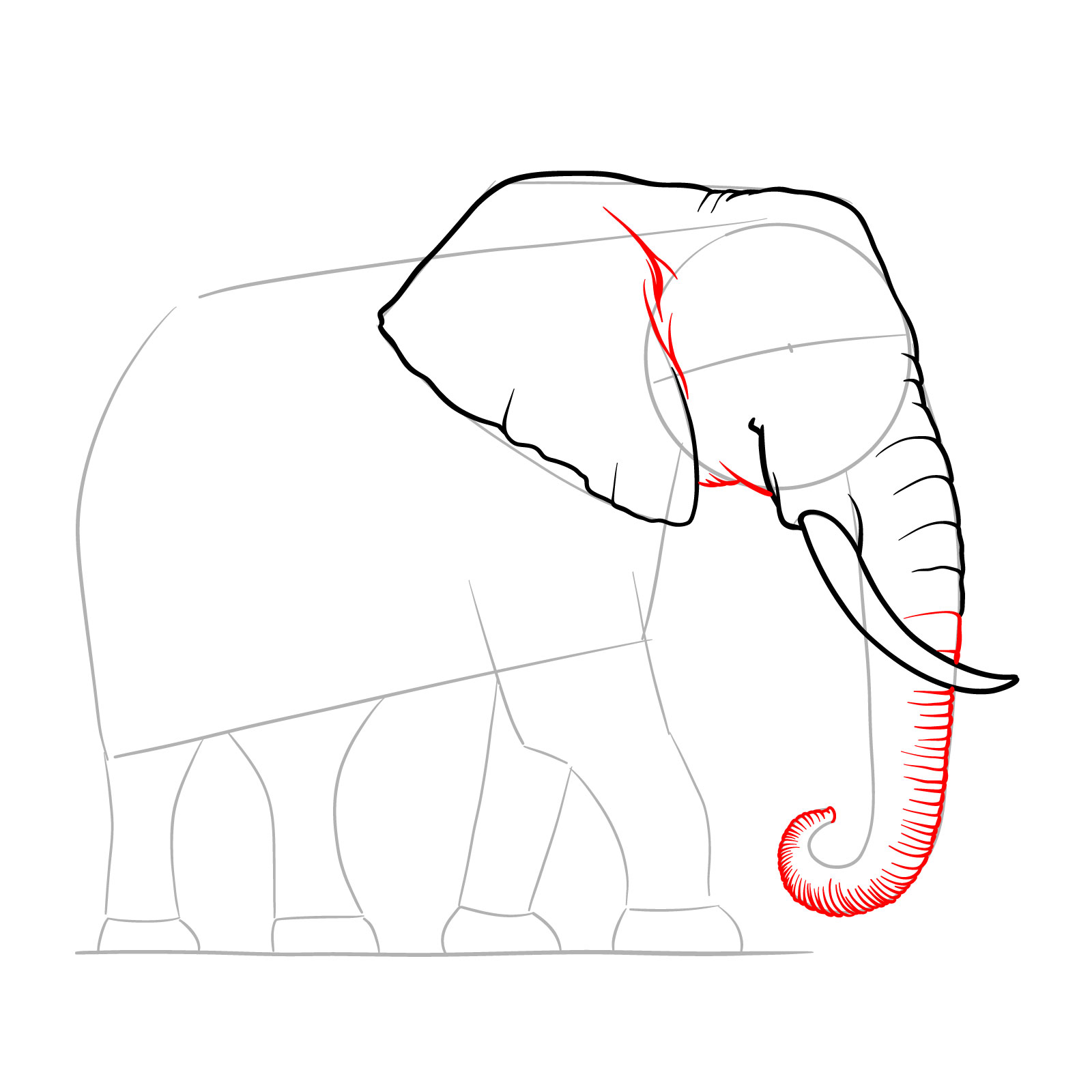 How to draw an elephant full height side view, step 6, detailing the ear, lower head, and trunk lines