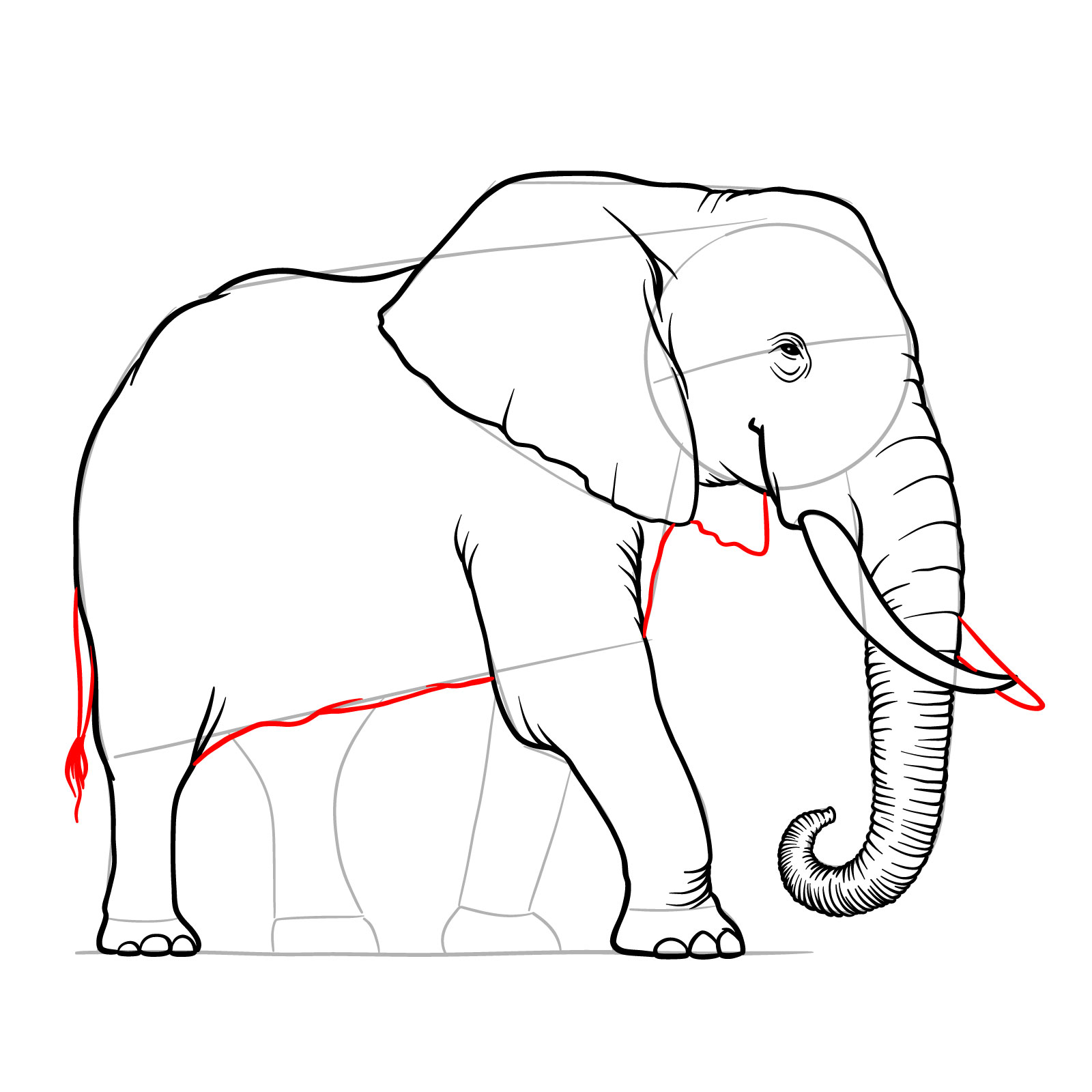 How to draw an elephant full height side view, step 11, drawing the tail, body details, second ear, and second tusk