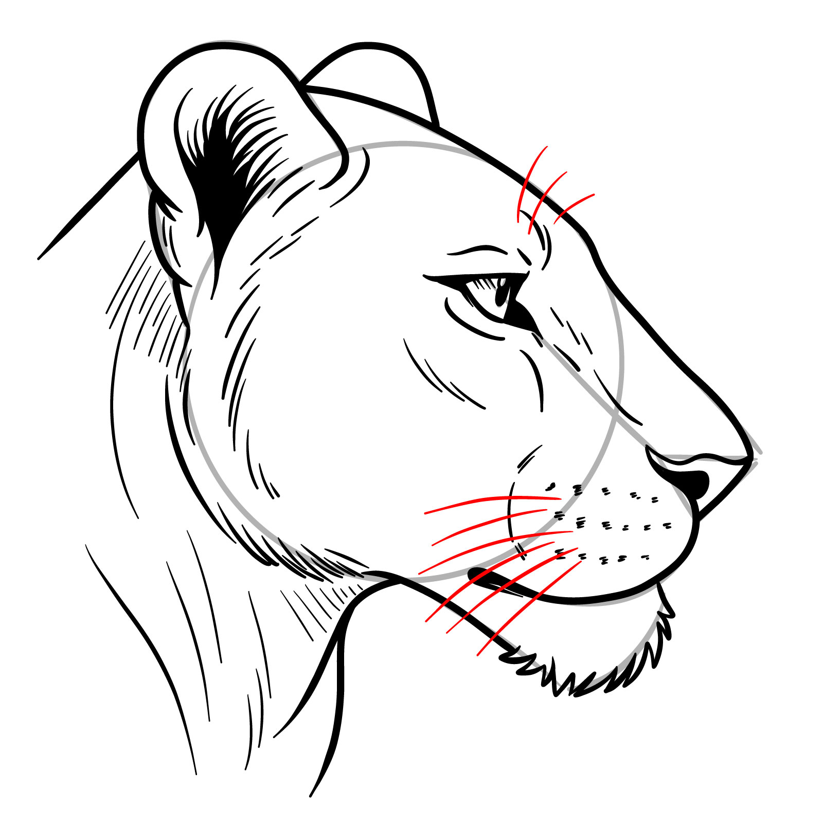 How to Draw a Lioness Head from the Side - step 14