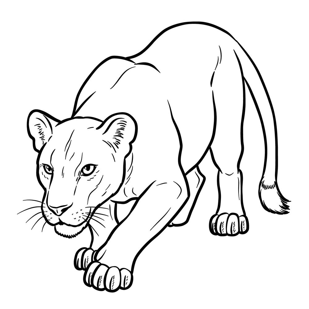 How to Draw a Lioness Prowling – Low Body and Focused Look