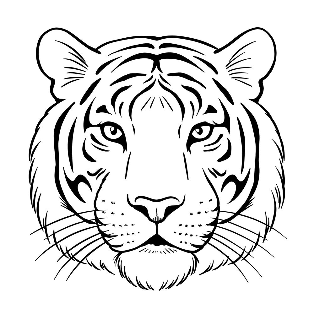 How to Draw a Tiger’s Head Front View: Easy Big Cat Drawing