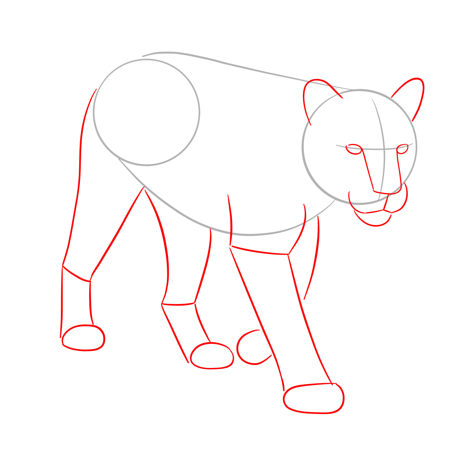 How to Draw a Cougar in 3/4 Walking Pose - step 02