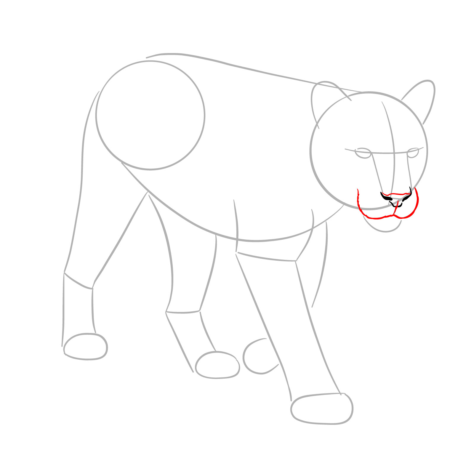 How to Draw a Cougar in 3/4 Walking Pose - step 04