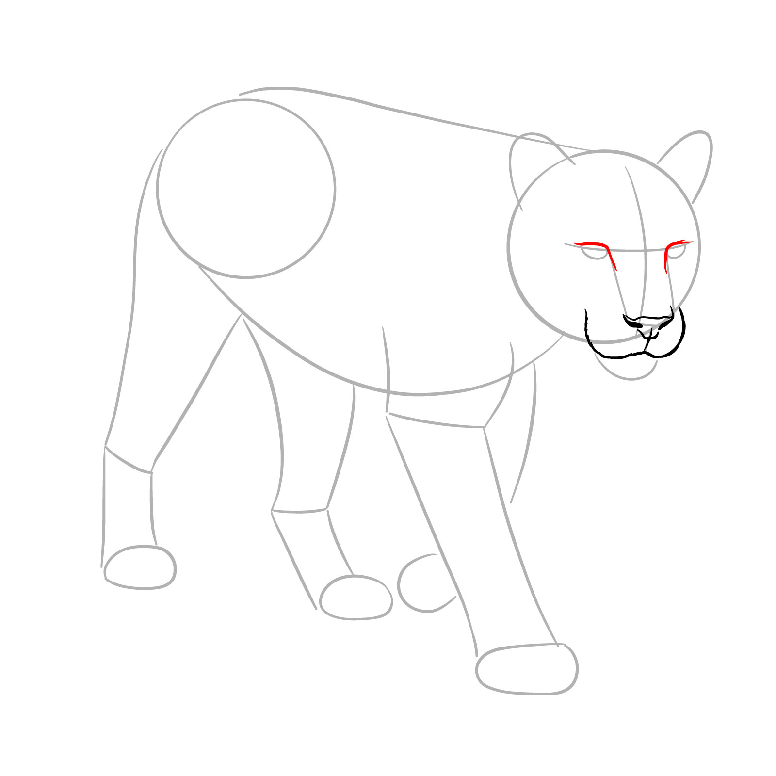 How to Draw a Cougar in 3/4 Walking Pose - step 05
