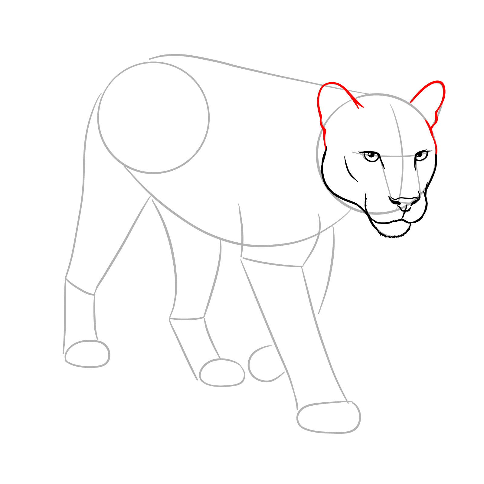How to Draw a Cougar in 3/4 Walking Pose - step 08