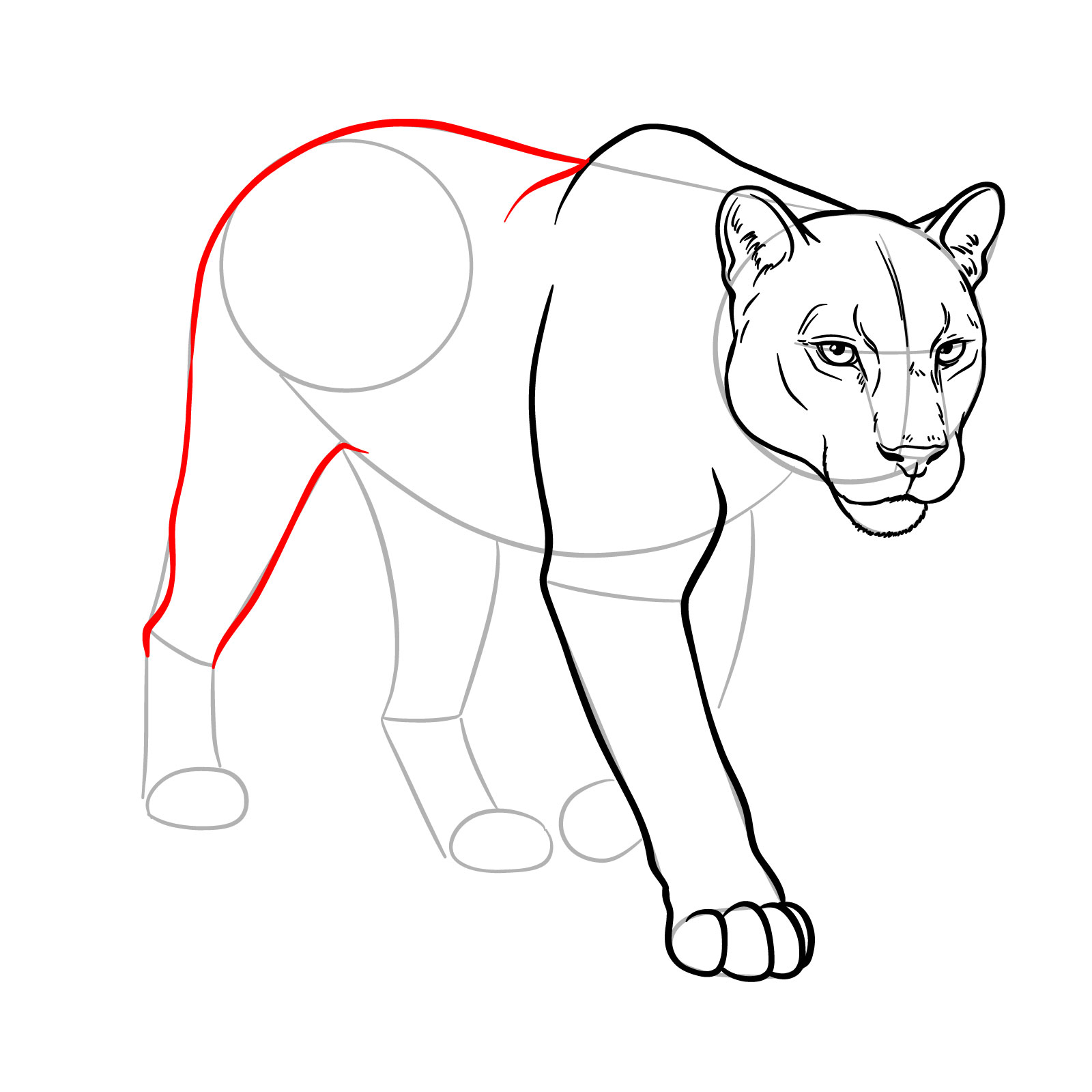 How to Draw a Cougar in 3/4 Walking Pose - step 12