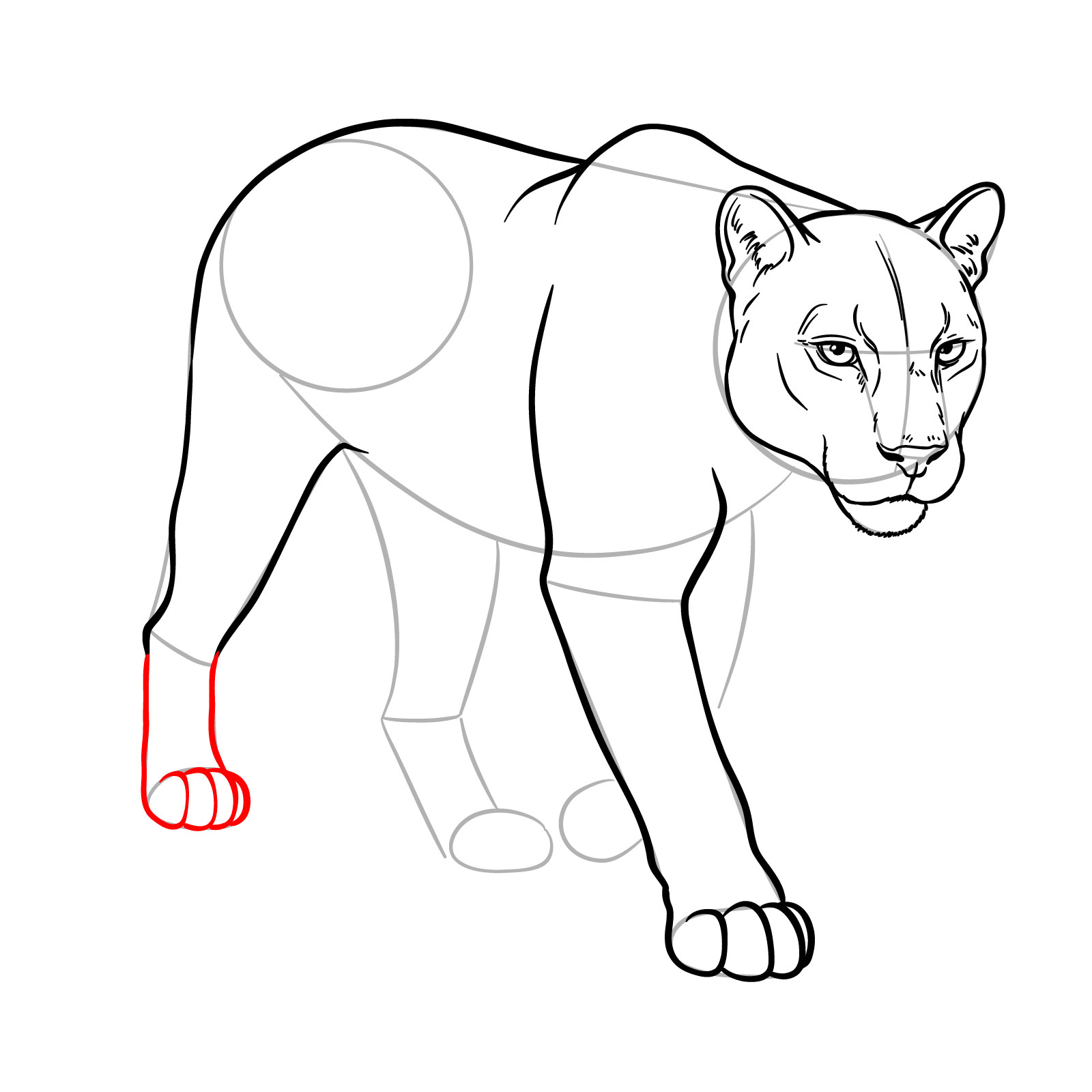 How to Draw a Cougar in 3/4 Walking Pose - step 13