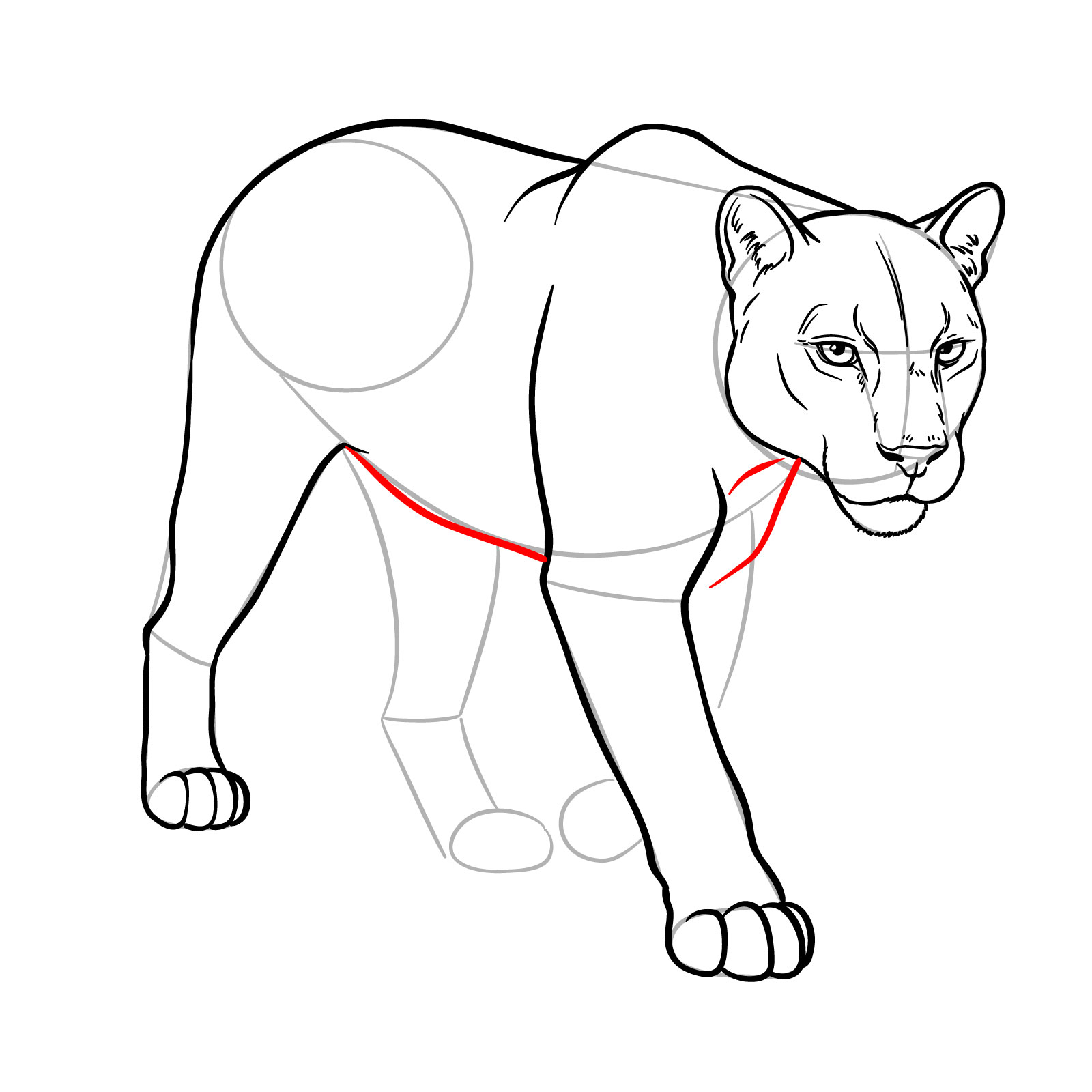 How to Draw a Cougar in 3/4 Walking Pose - step 14