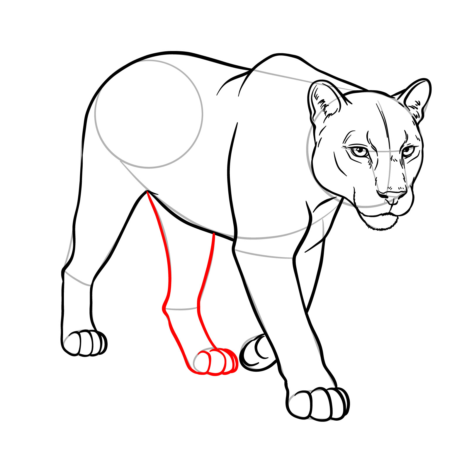 How to Draw a Cougar in 3/4 Walking Pose - step 16