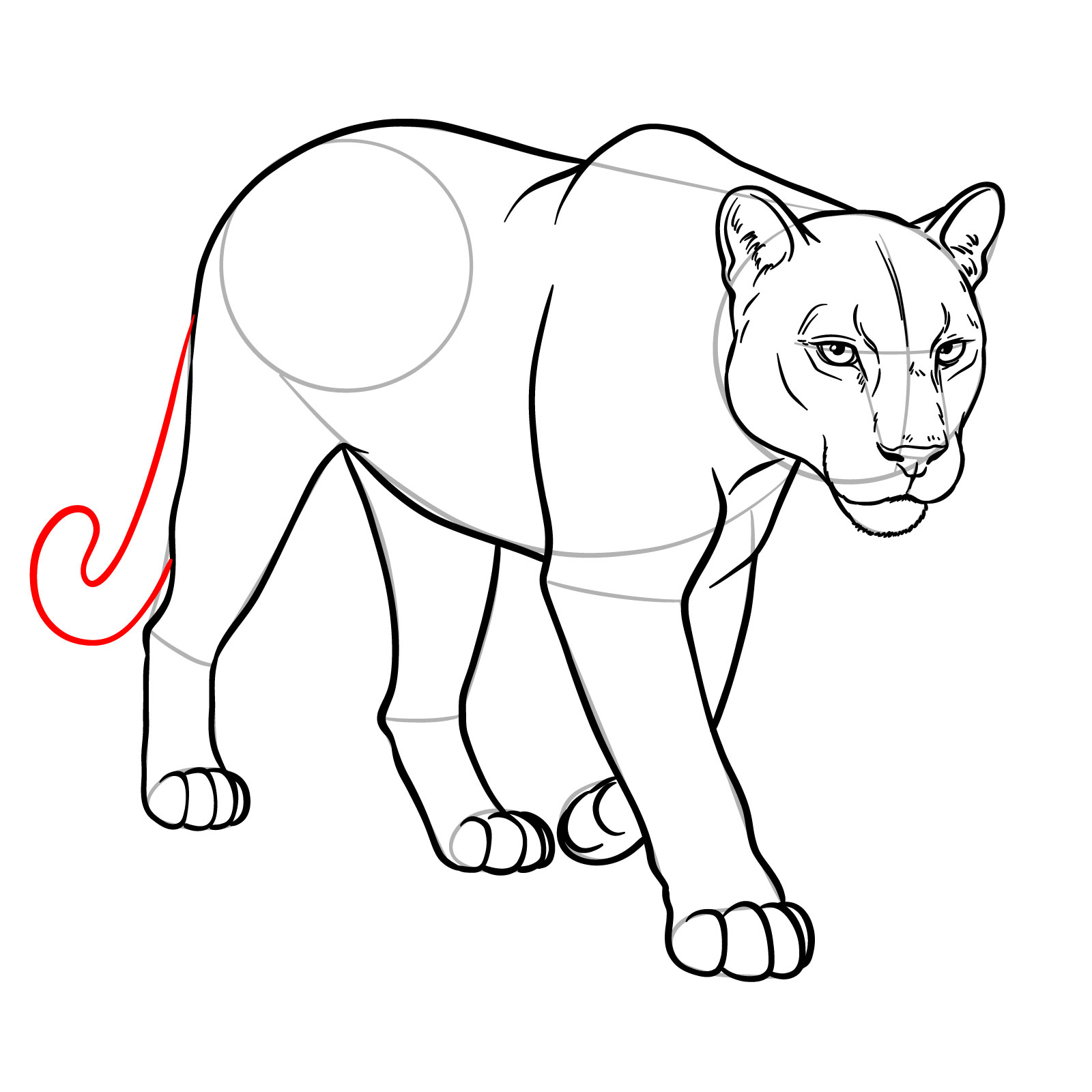 How to Draw a Cougar in 3/4 Walking Pose - step 17